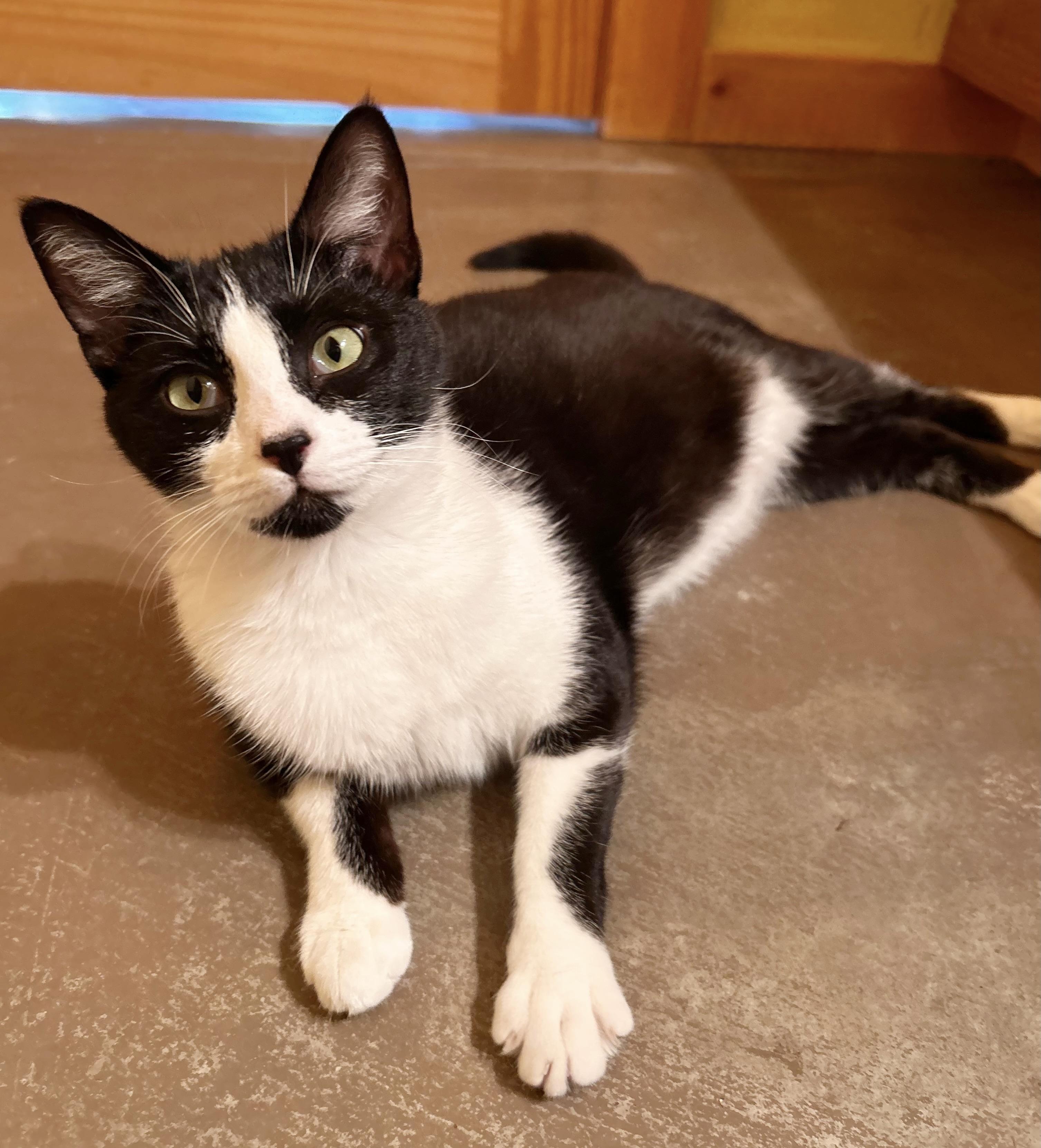 Posie, an adoptable Domestic Short Hair in Durango, CO, 81302 | Photo Image 2