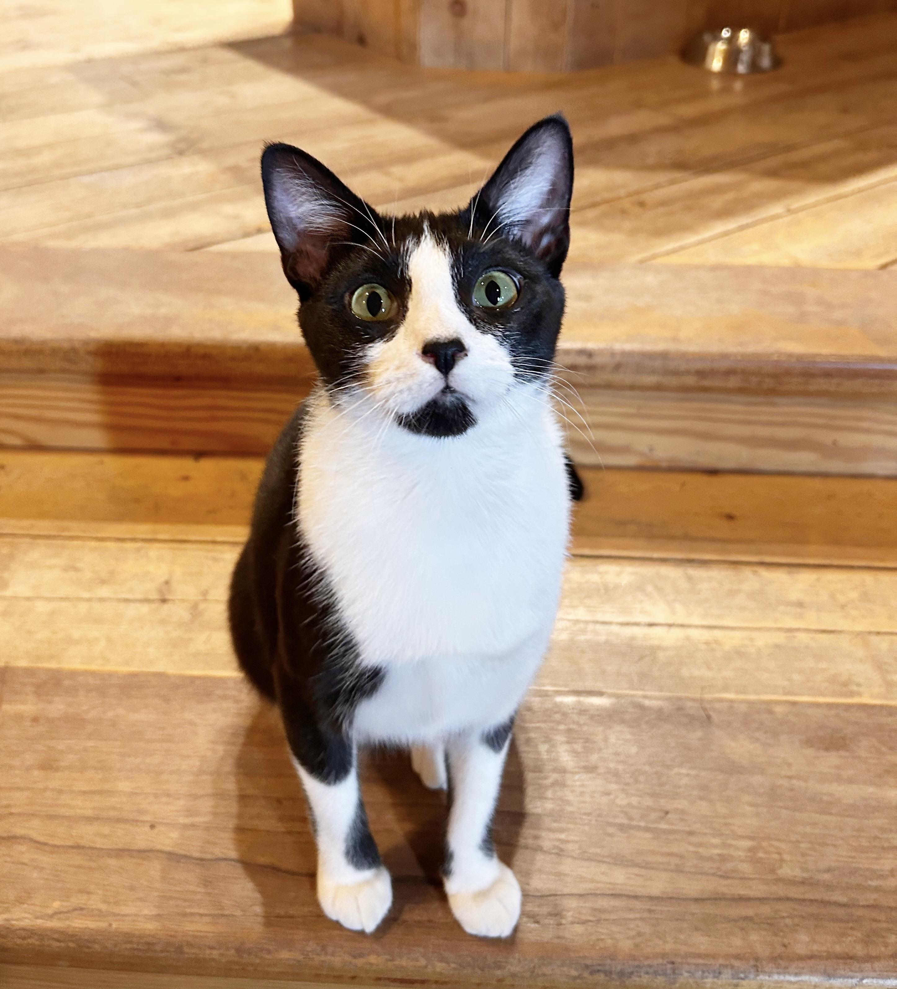 Posie, Adoptable, Adult Female Domestic Short Hair.