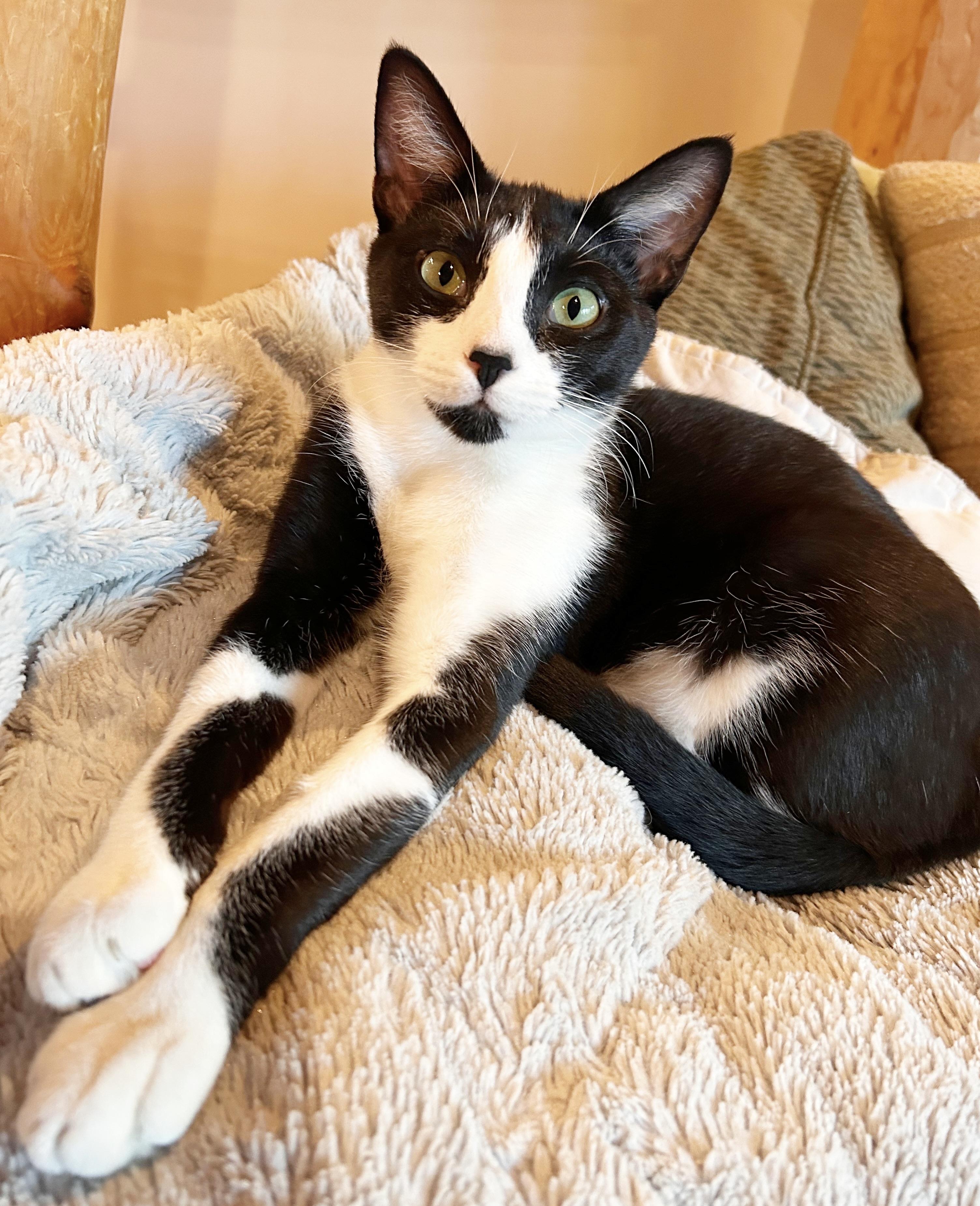 Posie, Adoptable, Adult Female Domestic Short Hair.