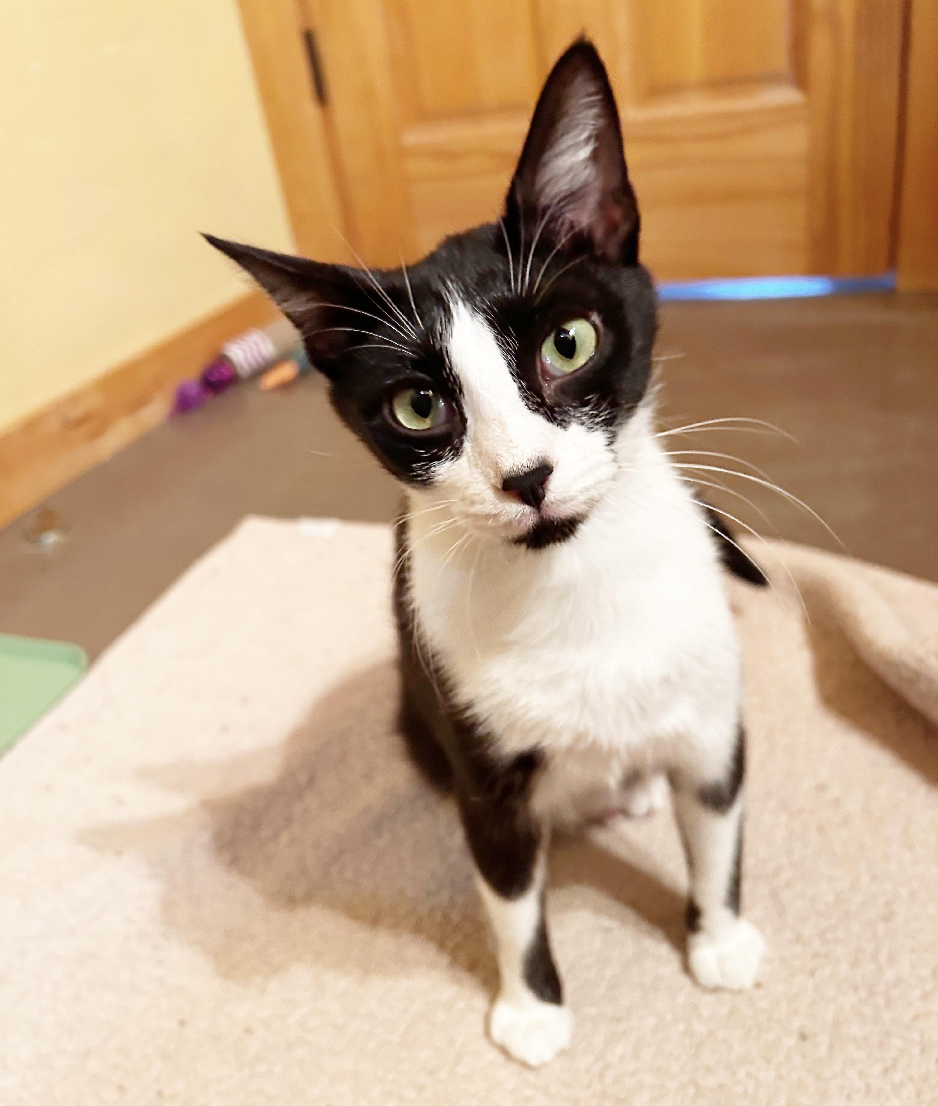 Posie, an adoptable Domestic Short Hair in Durango, CO, 81302 | Photo Image 3