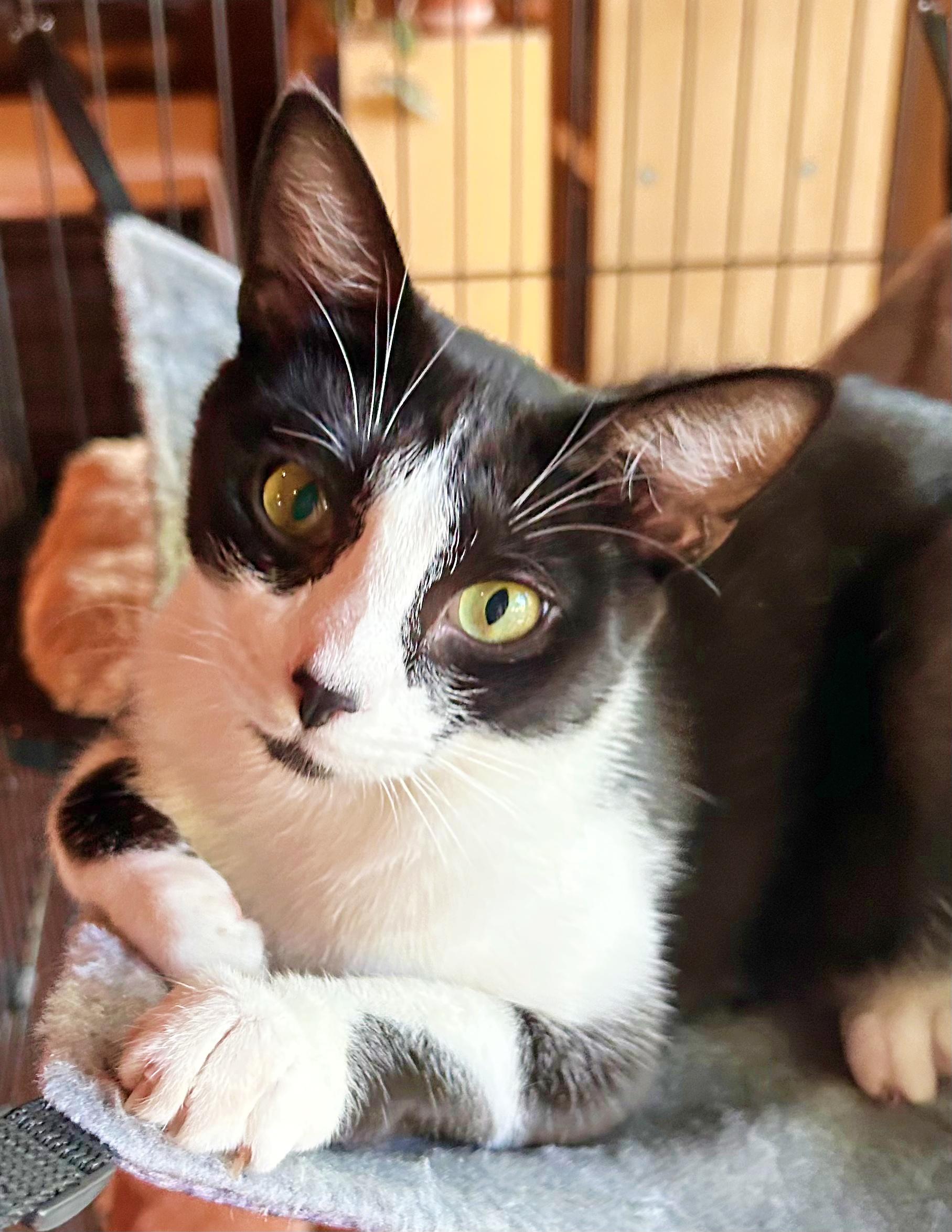 Posie, an adoptable Domestic Short Hair in Durango, CO, 81302 | Photo Image 1