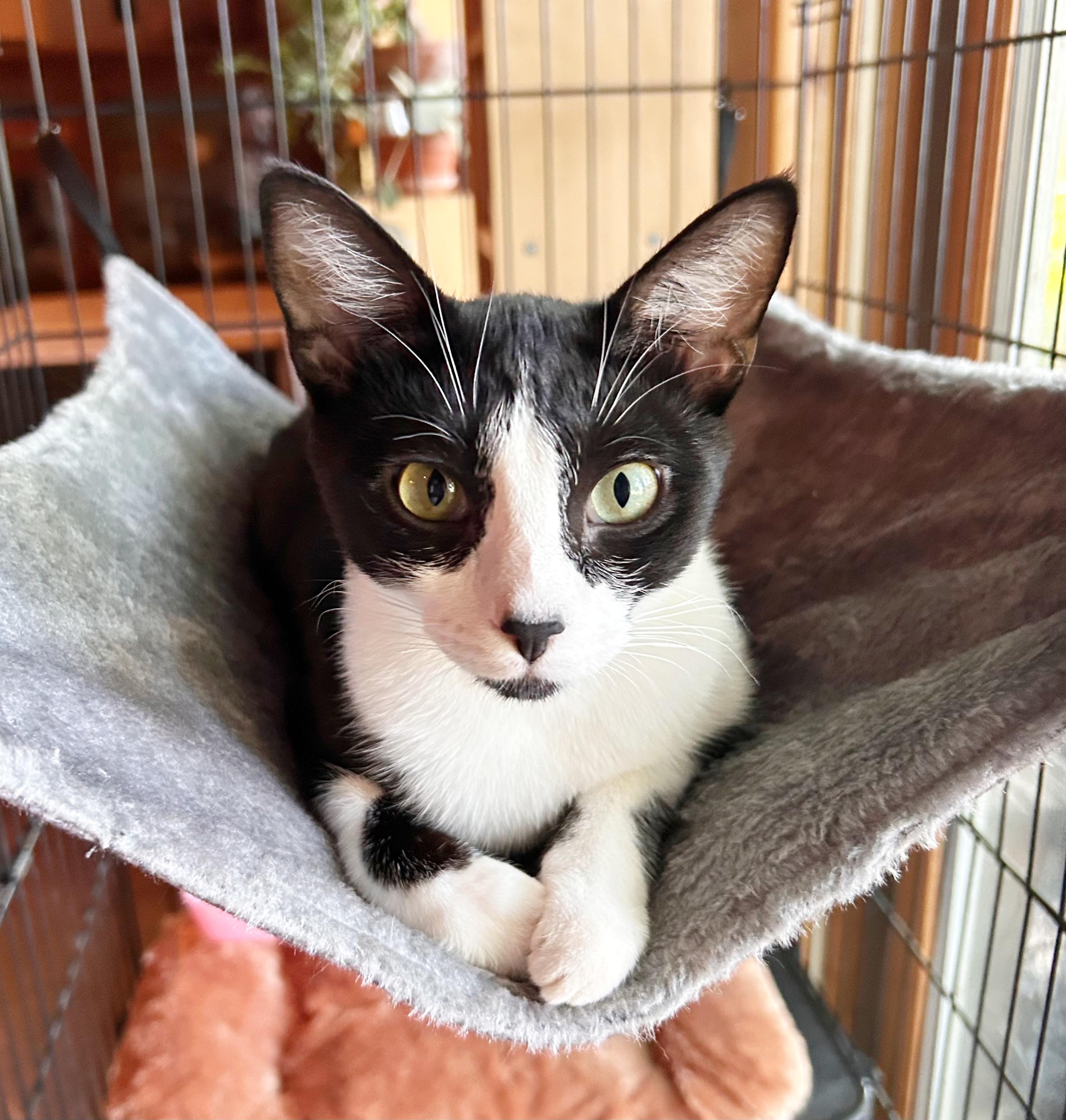 Posie, an adoptable Domestic Short Hair in Durango, CO, 81302 | Photo Image 4