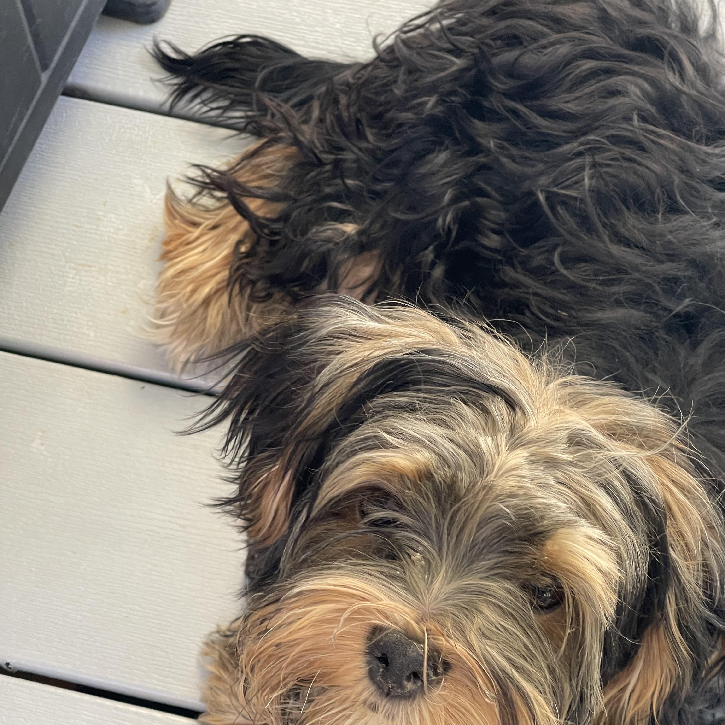Curly, a ADOPTABLE Shih Tzu in Salt Lake City, UT image 4/5