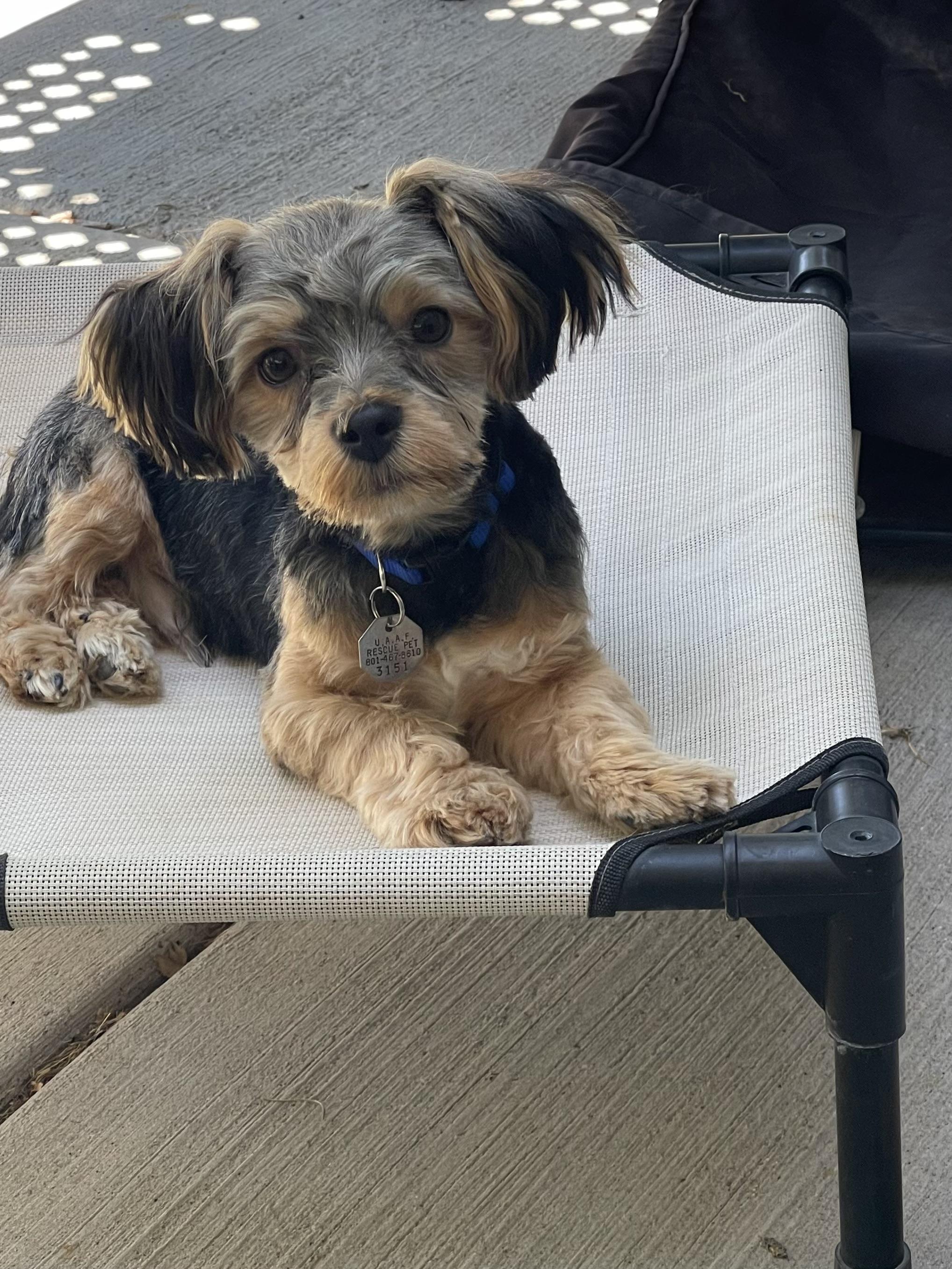 Curly, a ADOPTABLE Shih Tzu in Salt Lake City, UT image 2/5