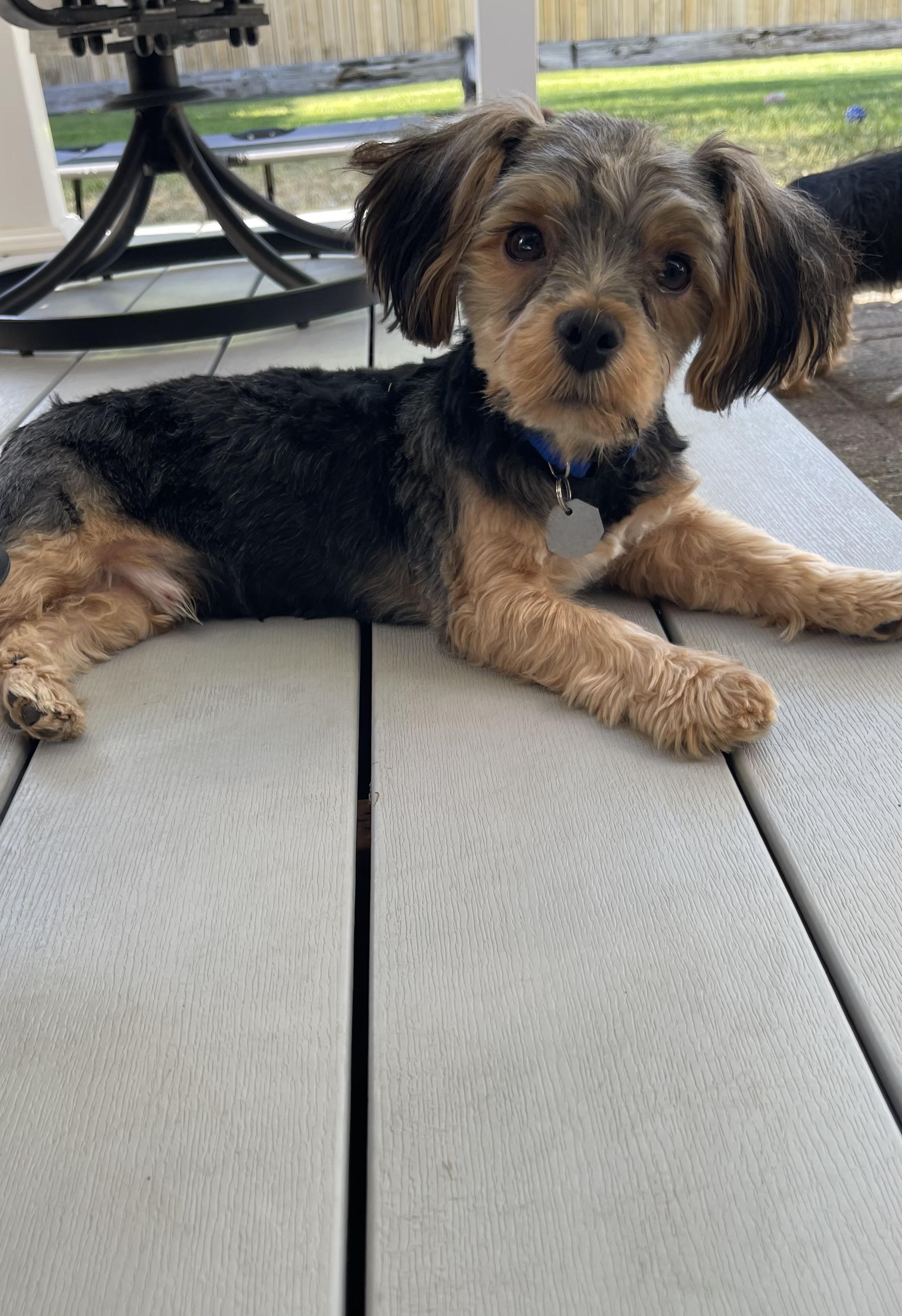 Curly, a ADOPTABLE Shih Tzu in Salt Lake City, UT image 5/5