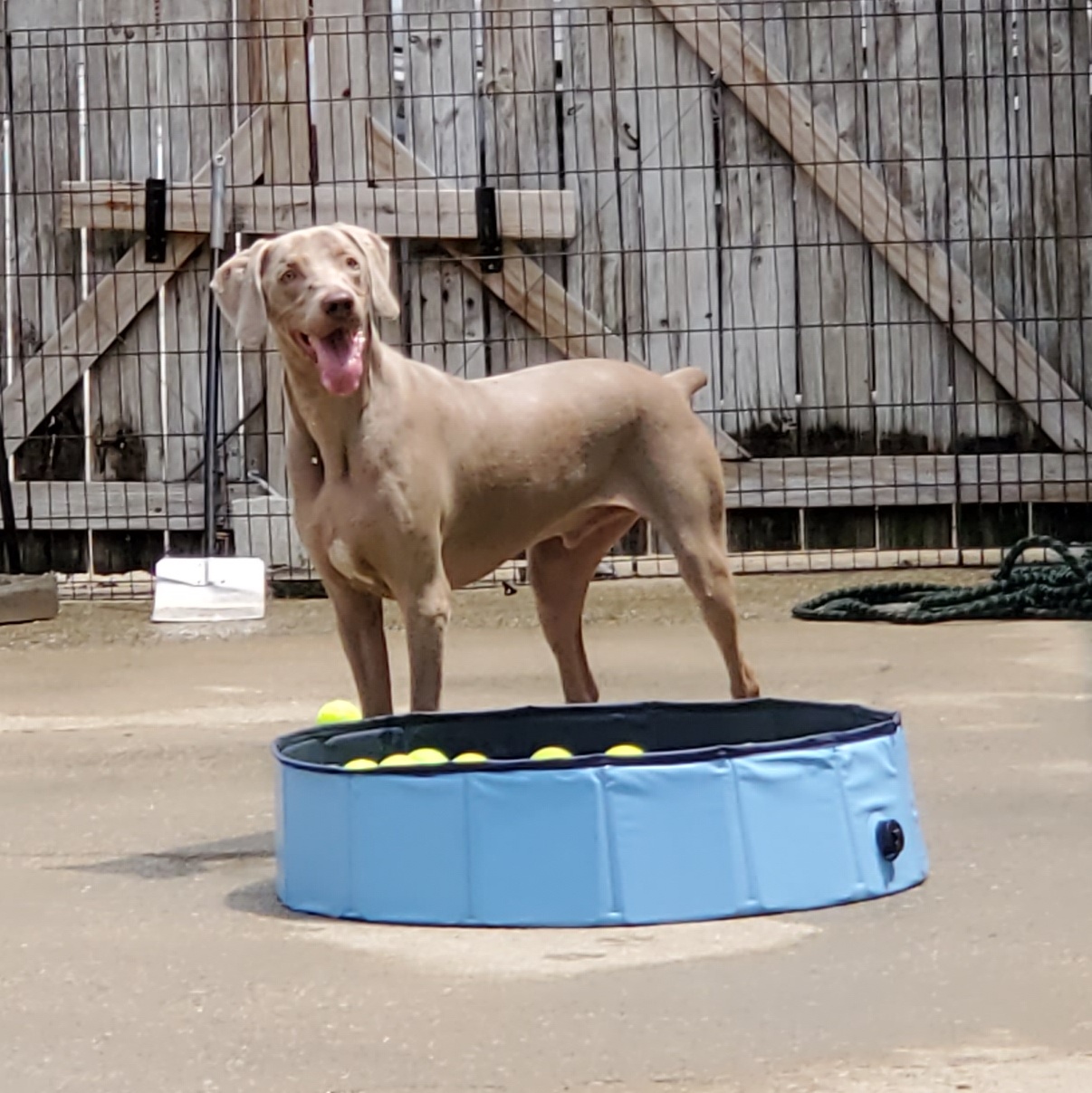 Felix, a Adoptable Weimaraner in Birmingham, AL image 5/6
