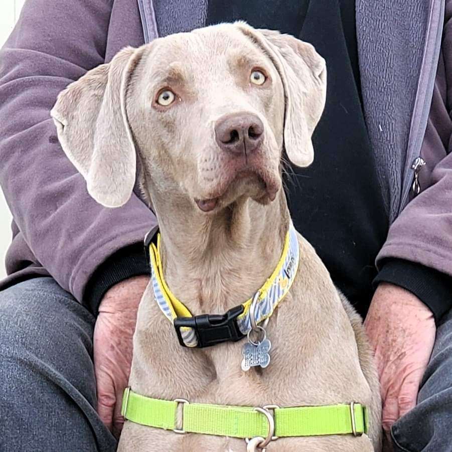 Felix, a Adoptable Weimaraner in Birmingham, AL image 4/6