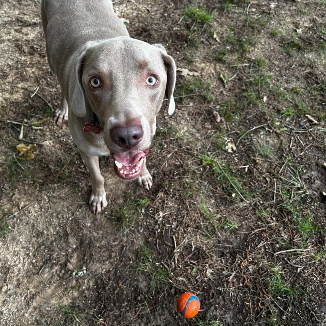 Felix, a Adoptable Weimaraner in Birmingham, AL image 1/6