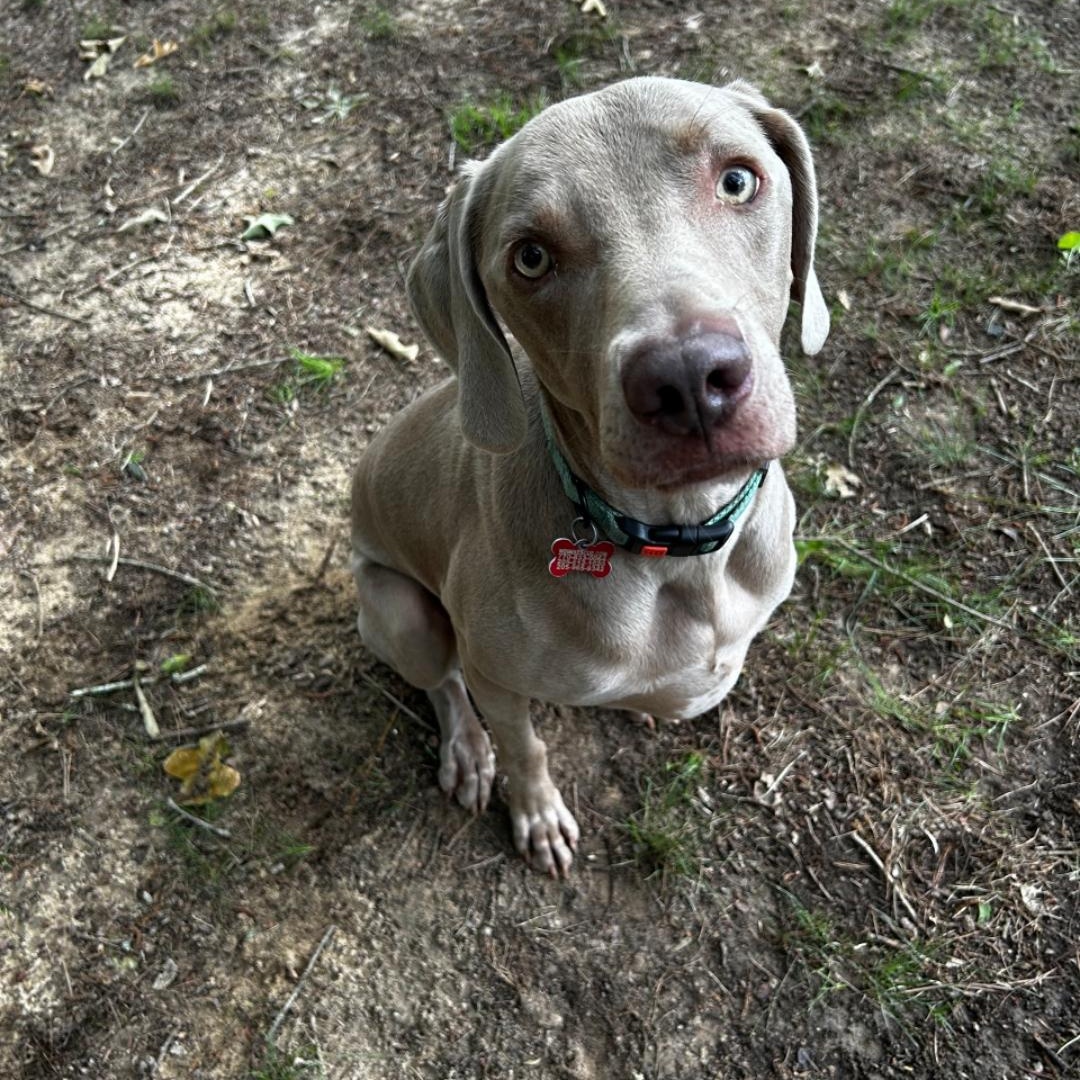 Felix, a Adoptable Weimaraner in Birmingham, AL image 6/6