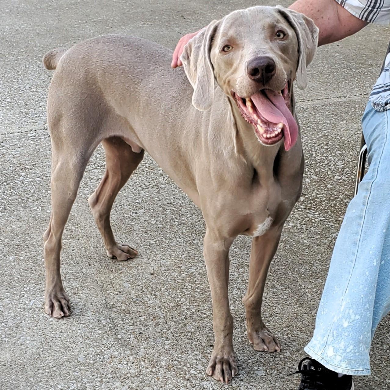 Felix, a Adoptable Weimaraner in Birmingham, AL image 2/6