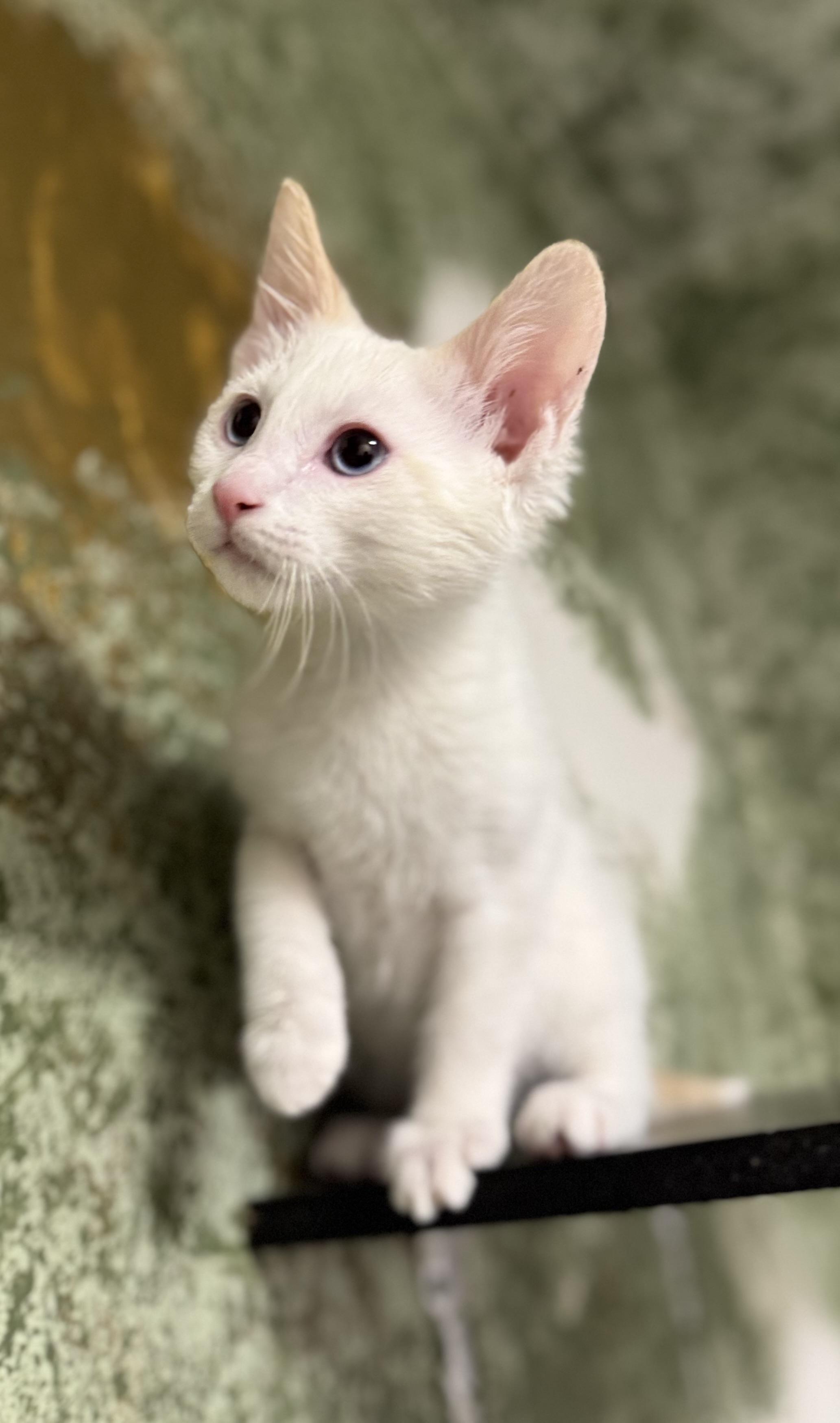 Enlarge Huey, an adoptable Domestic Short Hair in Eagle, CO image 4/4