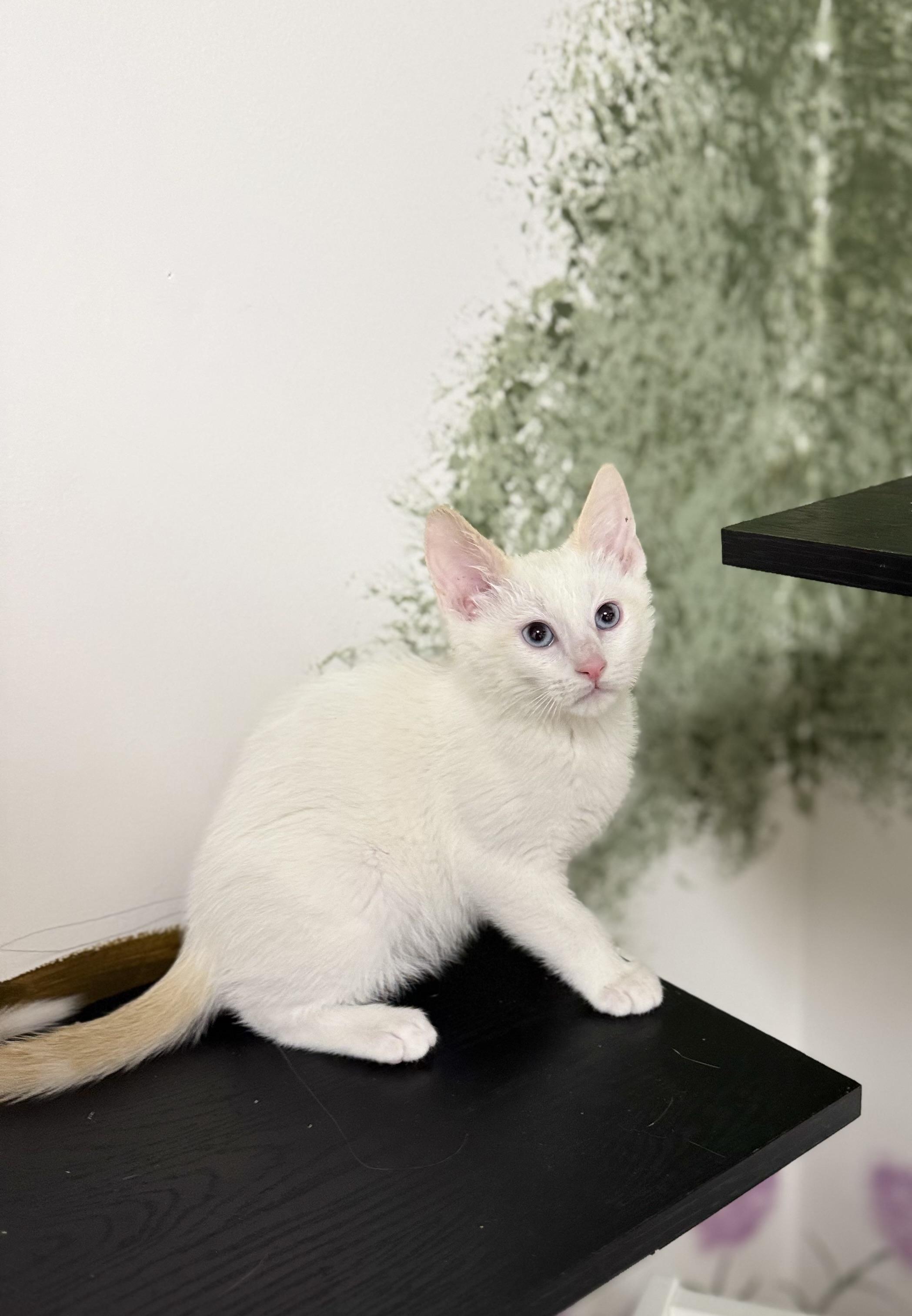 Enlarge Huey, an adoptable Domestic Short Hair in Eagle, CO image 2/4