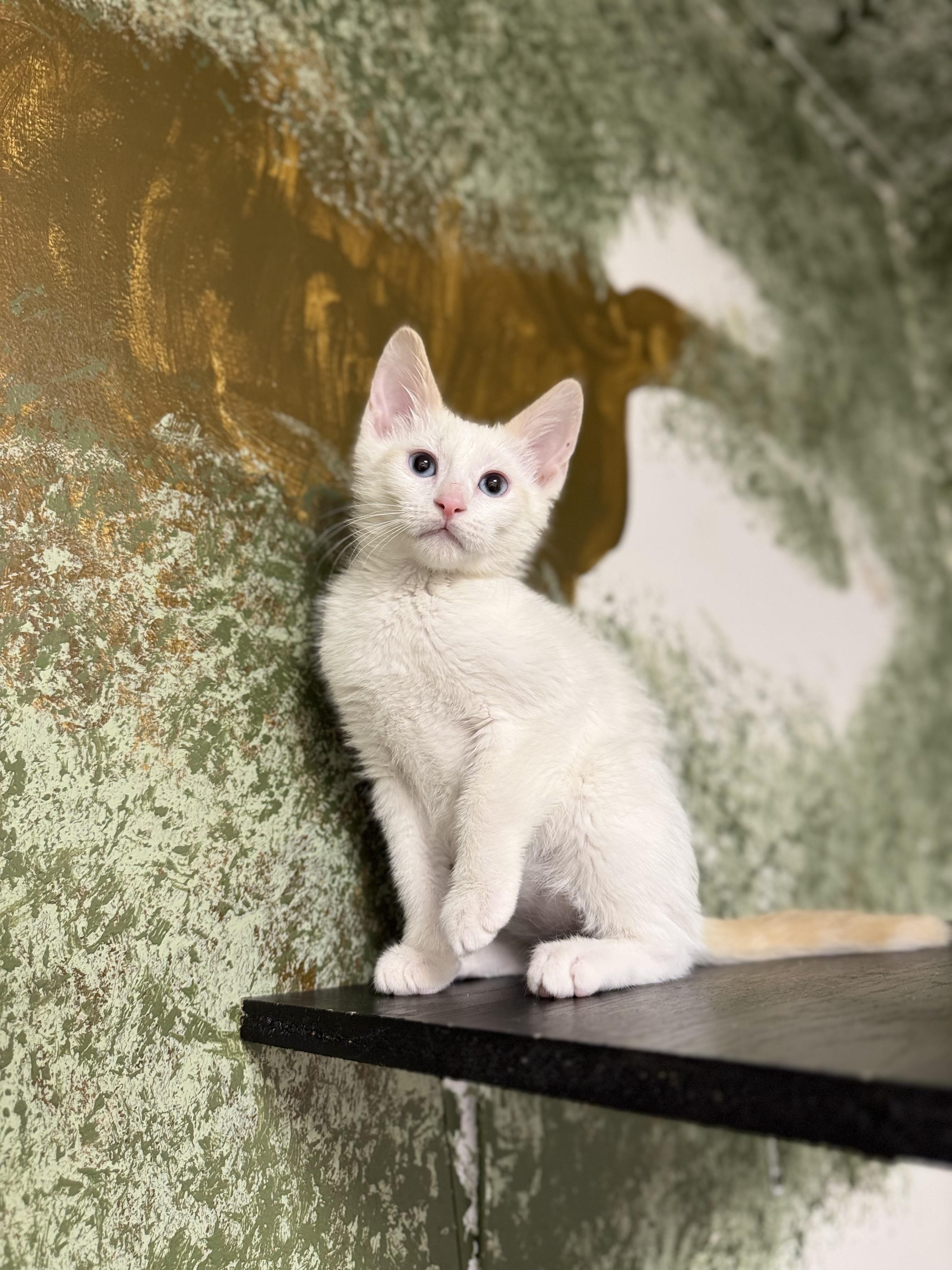 Enlarge Huey, an adoptable Domestic Short Hair in Eagle, CO image 1/4