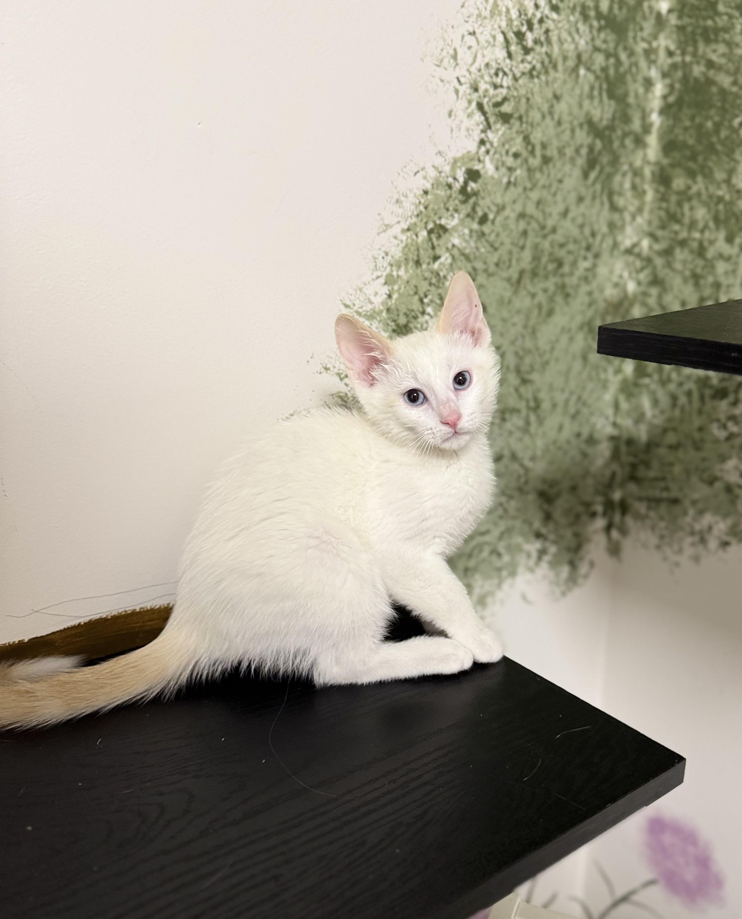 Enlarge Huey, an adoptable Domestic Short Hair in Eagle, CO image 3/4