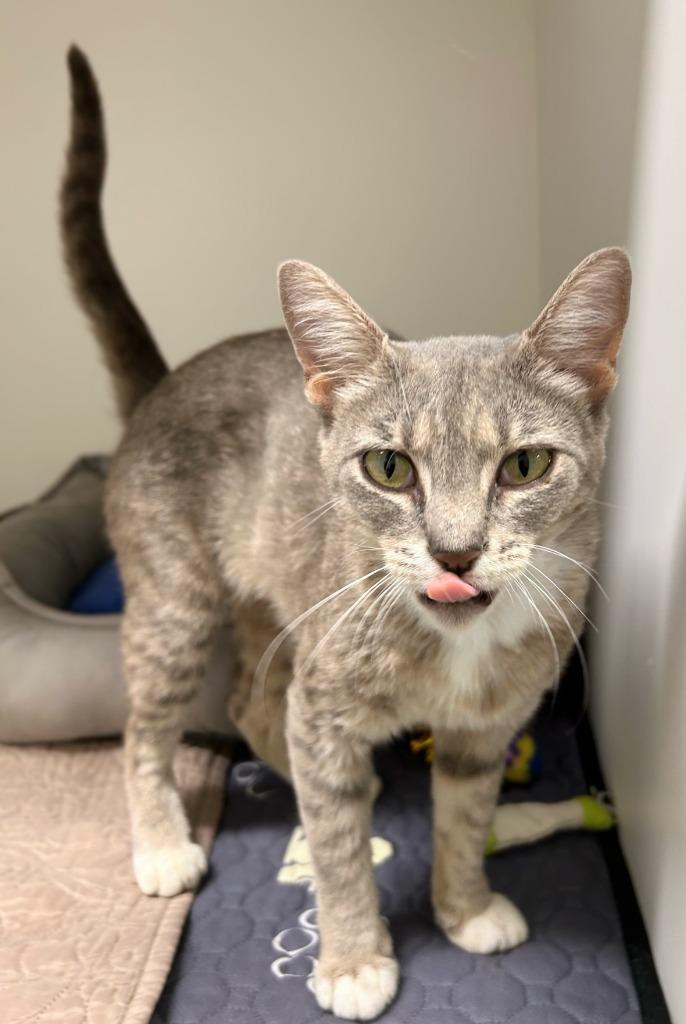 Roo, Adoptable, Young Female Domestic Short Hair.