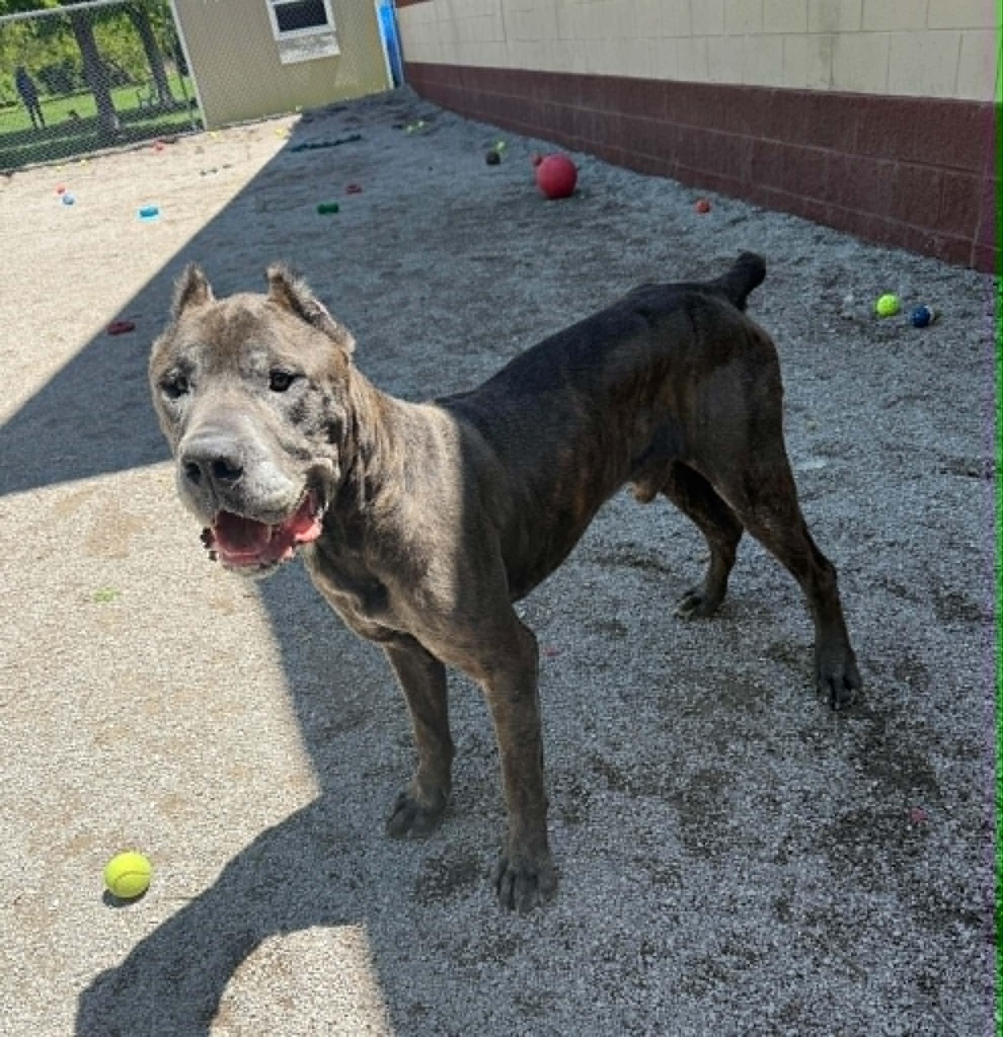 Enlarge Ace (in a FOSTER home), a ADOPTABLE Cane Corso in Springfield, IL image 3/6