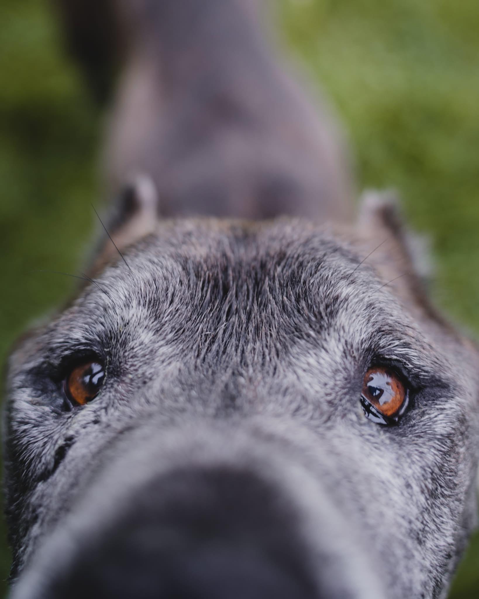 Enlarge Ace (in a FOSTER home), a ADOPTABLE Cane Corso in Springfield, IL image 6/6