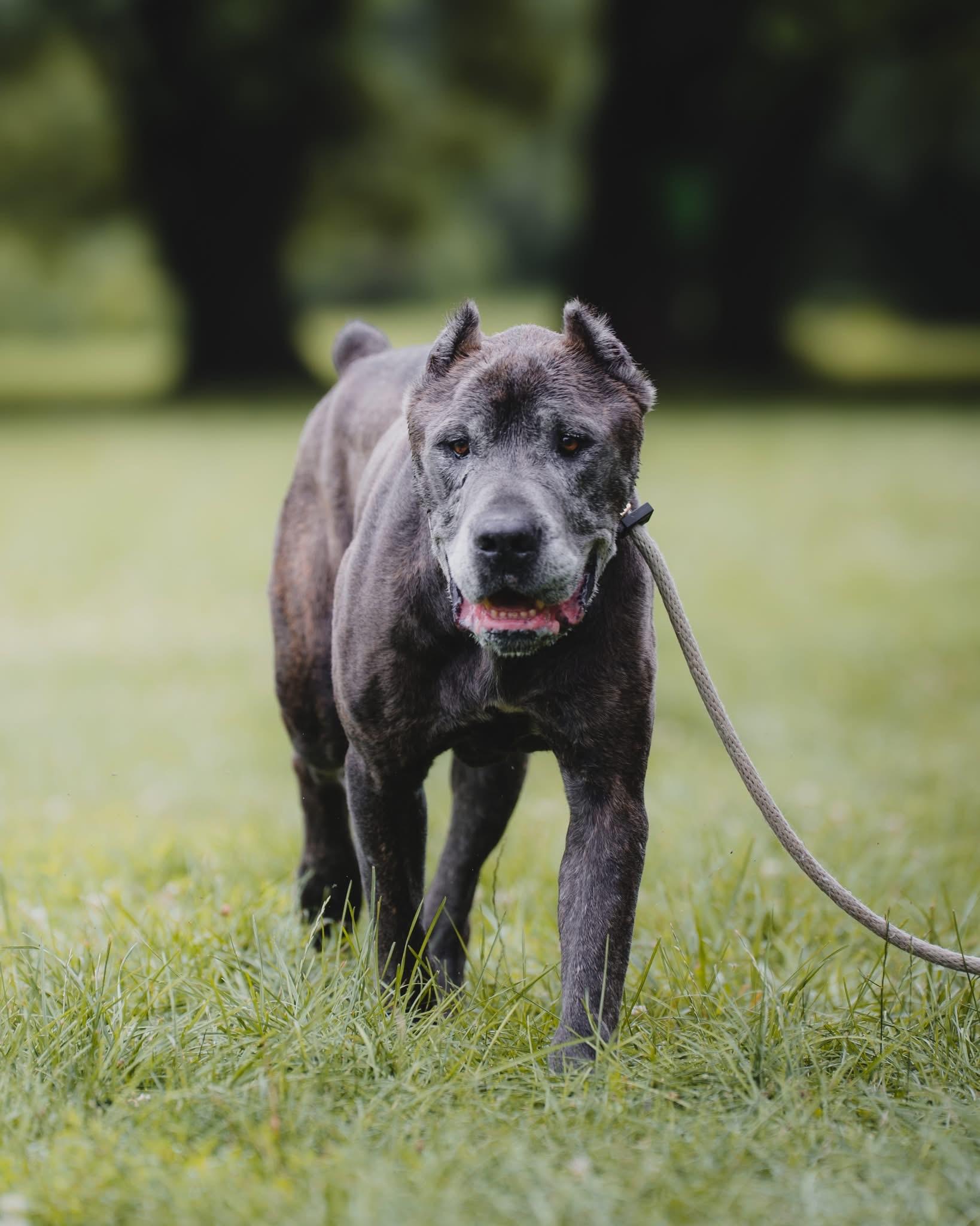 Enlarge Ace (in a FOSTER home), a ADOPTABLE Cane Corso in Springfield, IL image 5/6