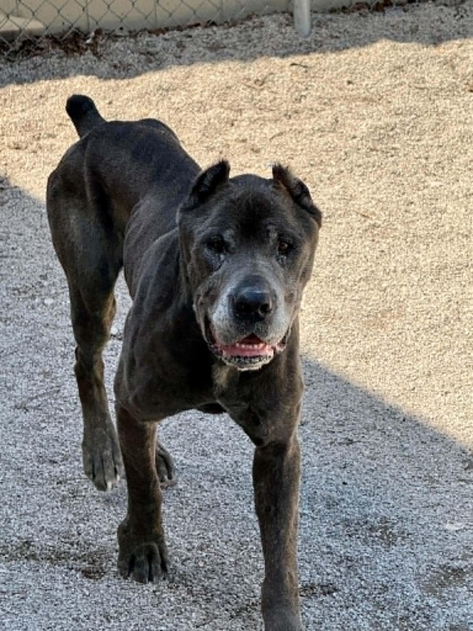 Enlarge Ace (in a FOSTER home), a ADOPTABLE Cane Corso in Springfield, IL image 2/6