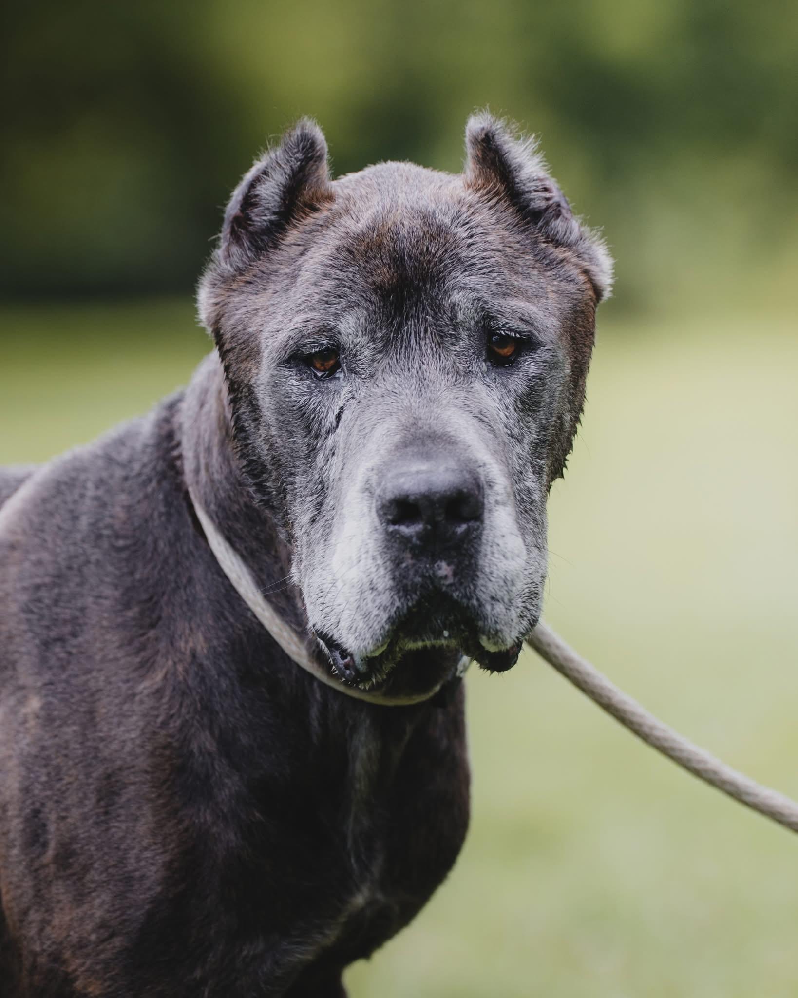 Enlarge Ace (in a FOSTER home), a ADOPTABLE Cane Corso in Springfield, IL image 1/6