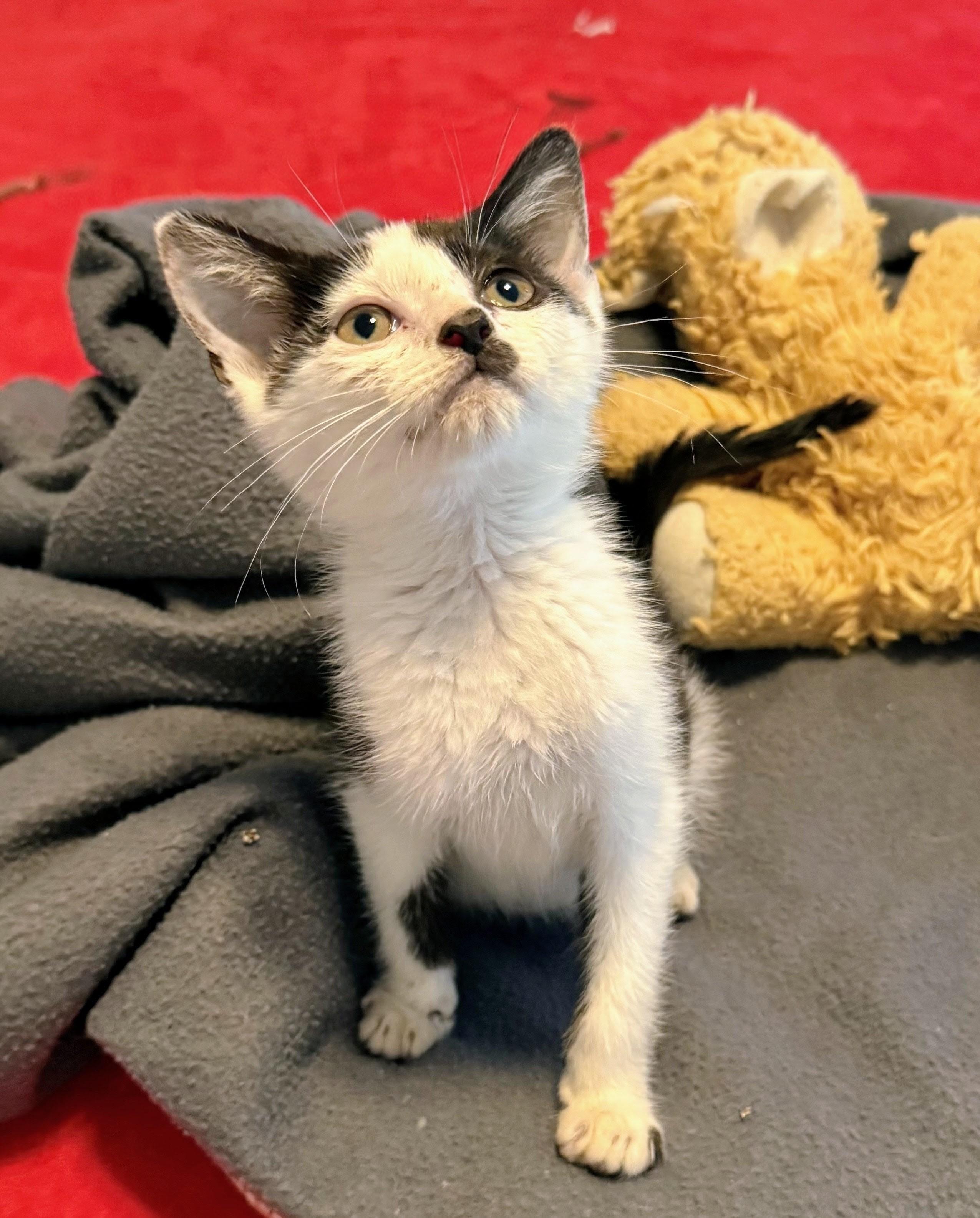 ALFIE, a ADOPTABLE Domestic Short Hair in Lebanon, TN image 2/3