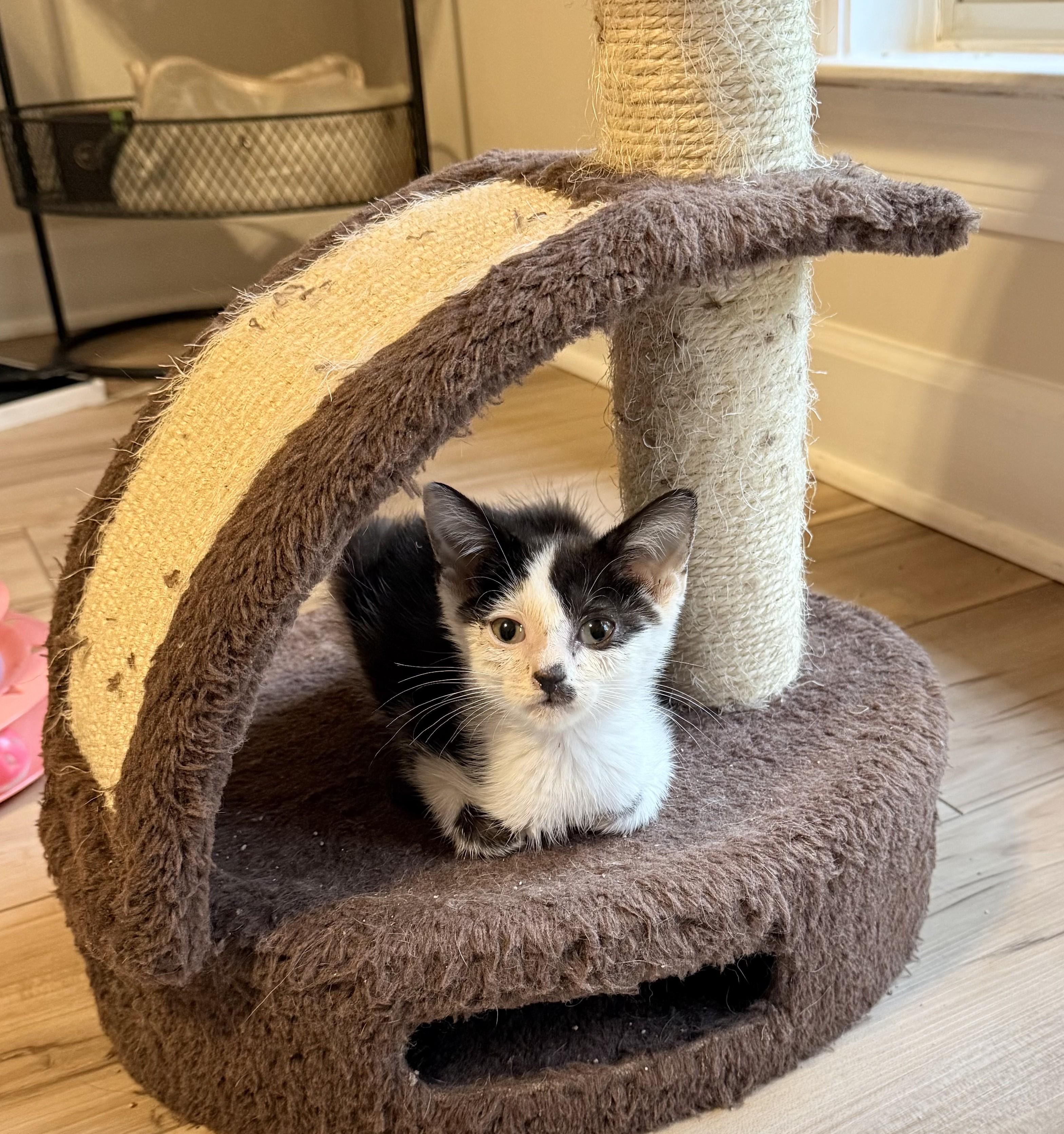 ALFIE, a ADOPTABLE Domestic Short Hair in Lebanon, TN image 3/3