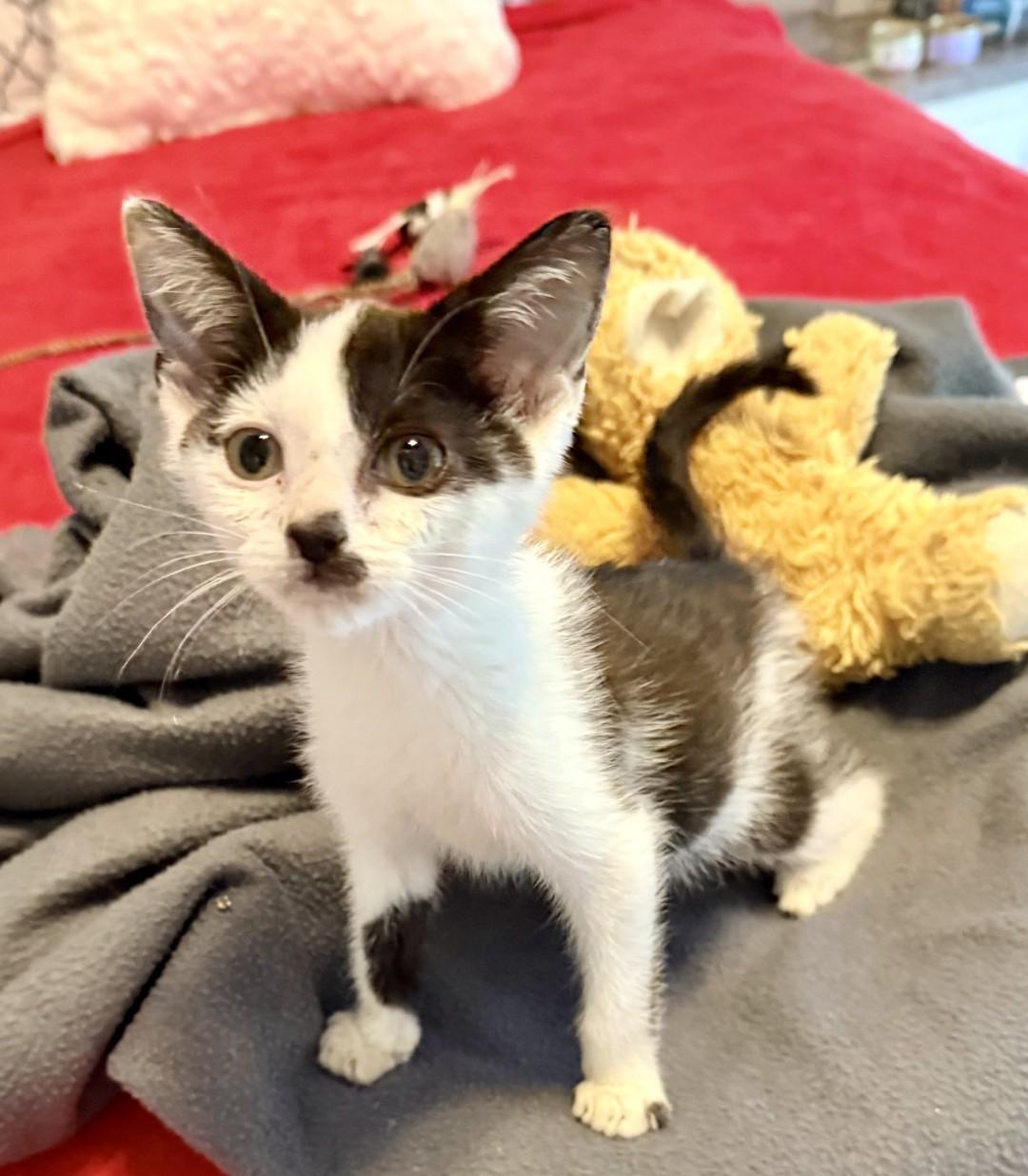 ALFIE, ADOPTABLE, Kitten Male Domestic Short Hair.