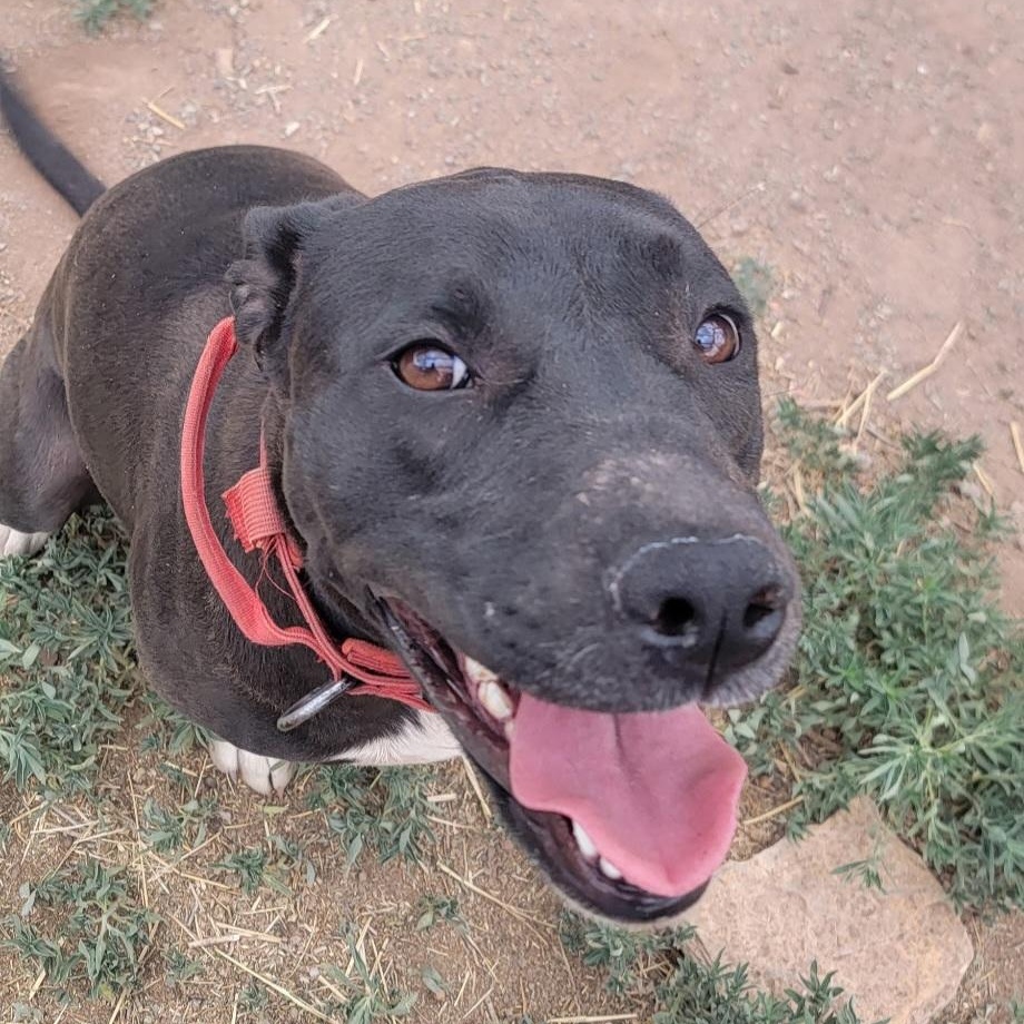 Chloe, ADOPTABLE, Young Female Pit Bull Terrier.