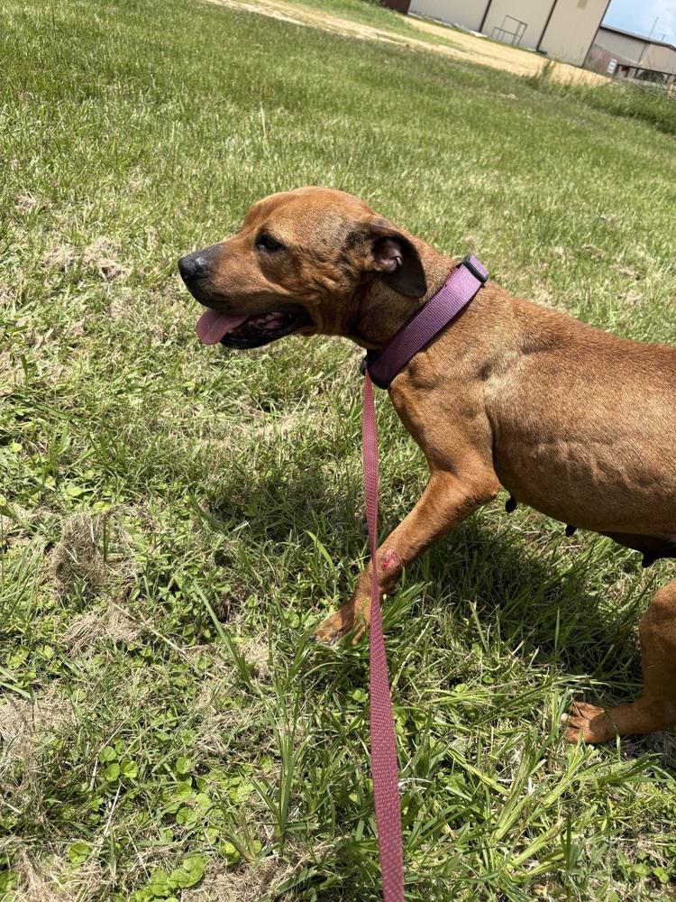 Enlarge Ruby 25, a Adoptable Mixed Breed in Crystal Springs, MS image 1/6