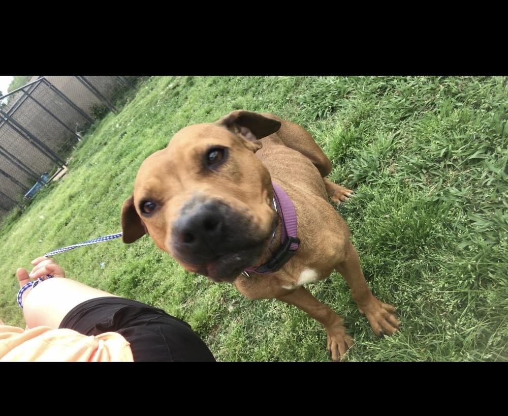 Enlarge Ruby 25, a Adoptable Mixed Breed in Crystal Springs, MS image 2/6