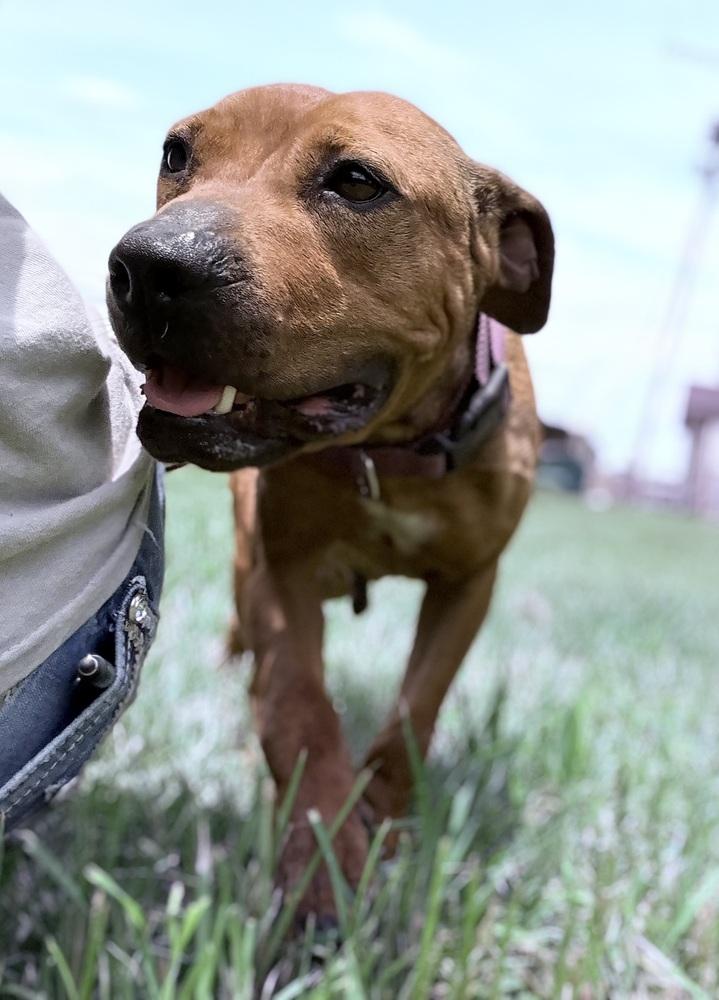 Ruby 25, Adoptable, Adult Female Mixed Breed.