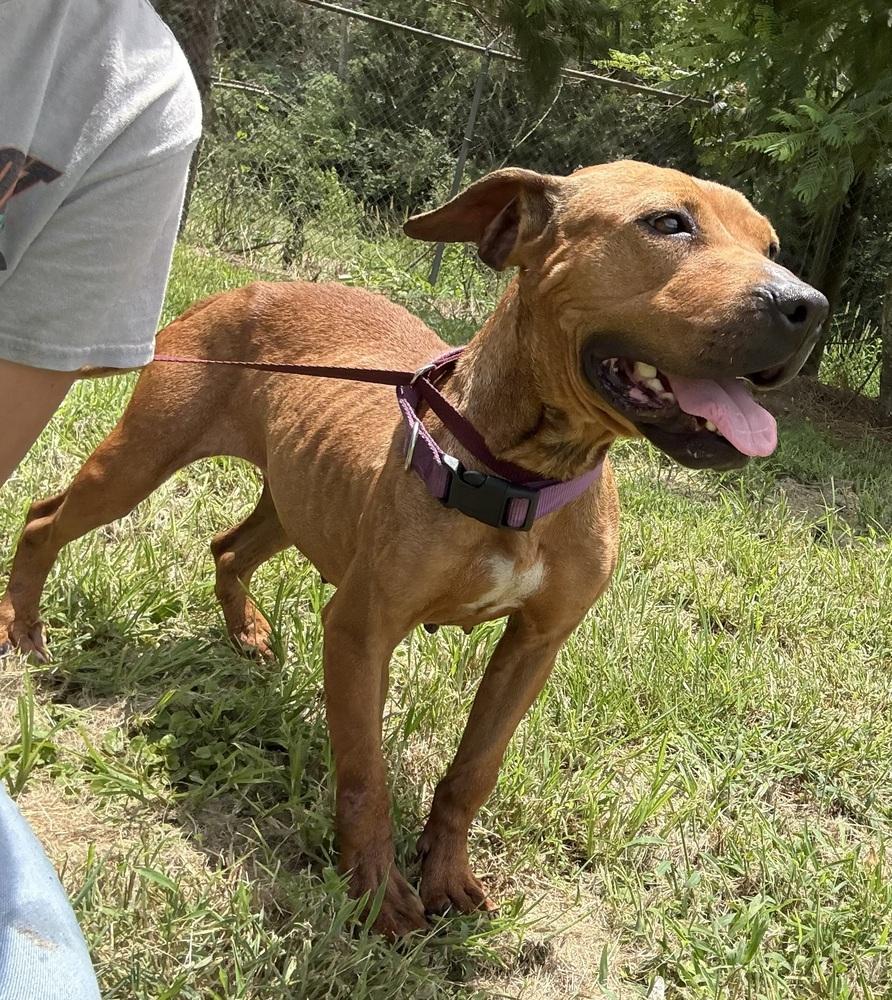 Enlarge Ruby 25, a Adoptable Mixed Breed in Crystal Springs, MS image 4/6
