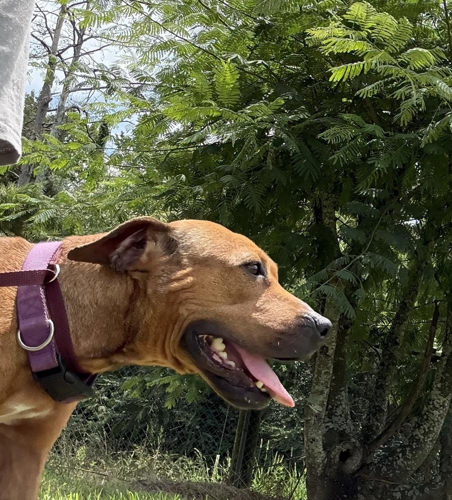 Enlarge Ruby 25, a Adoptable Mixed Breed in Crystal Springs, MS image 5/6