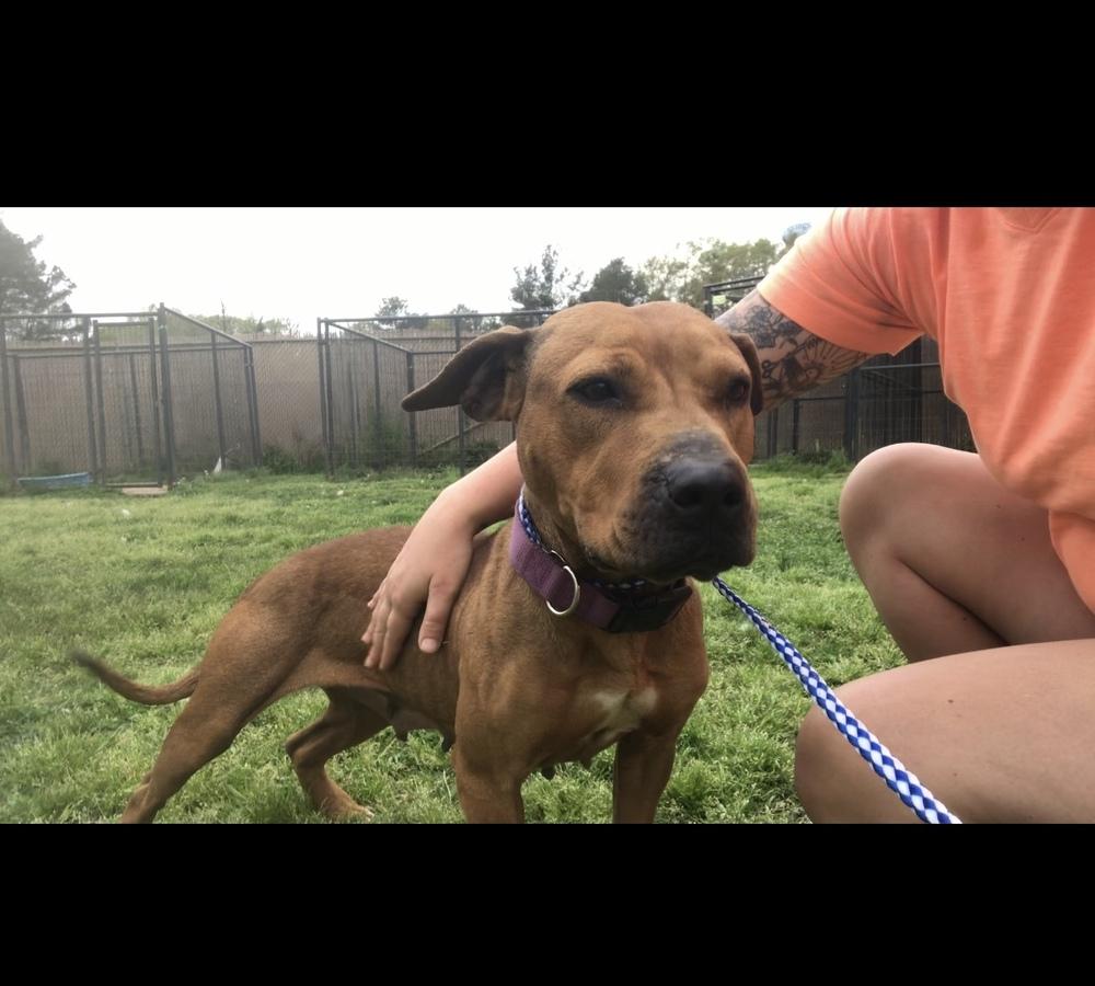 Ruby 25, Adoptable, Adult Female Mixed Breed.