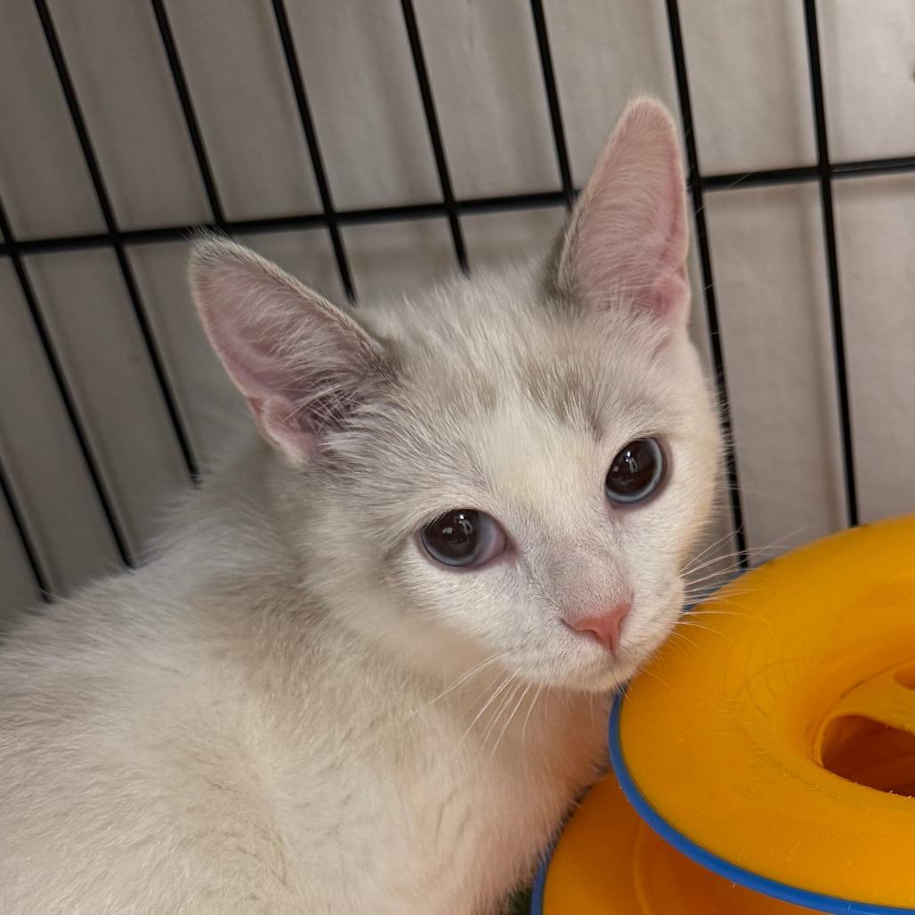 Berry — thumbnail 3