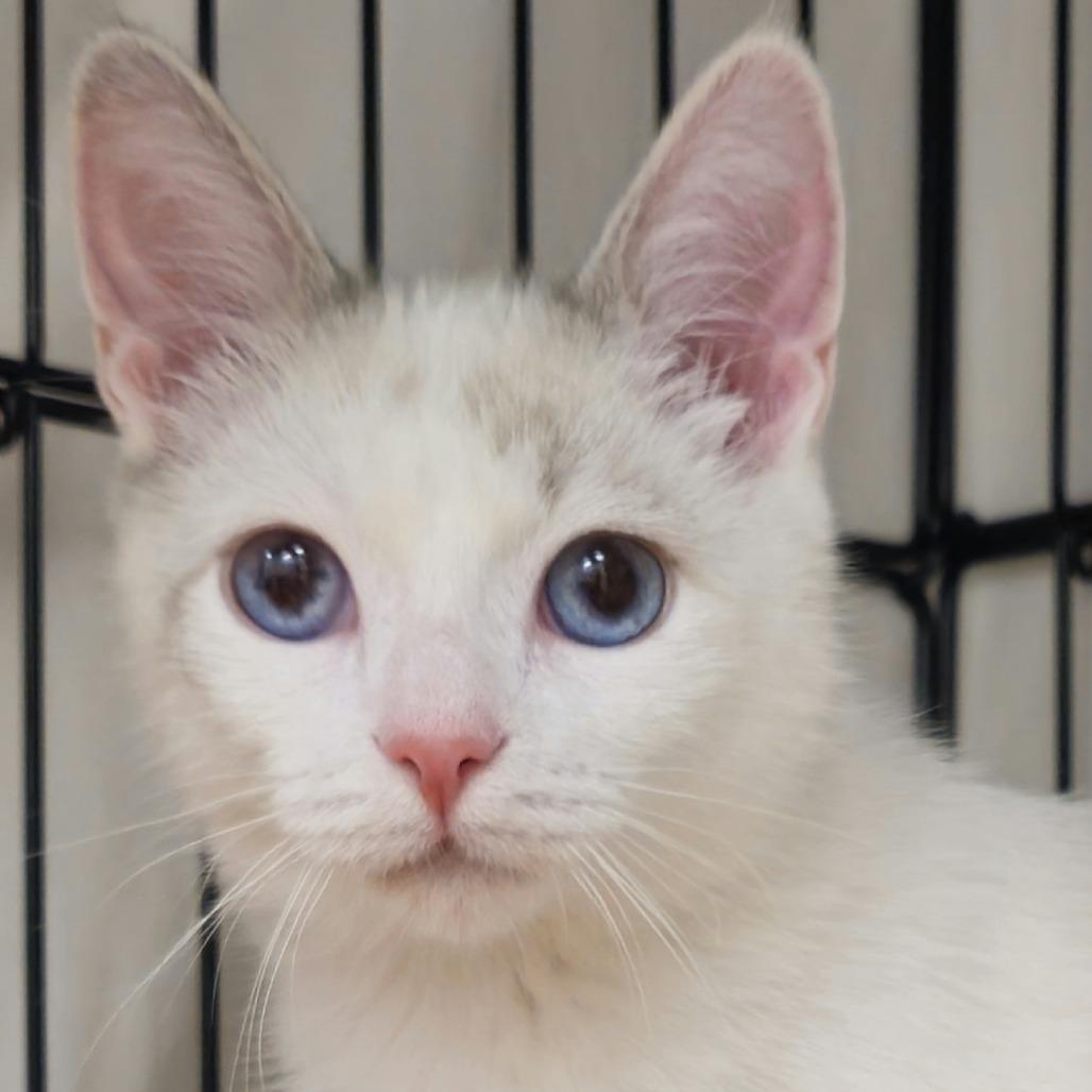 Berry — thumbnail 4