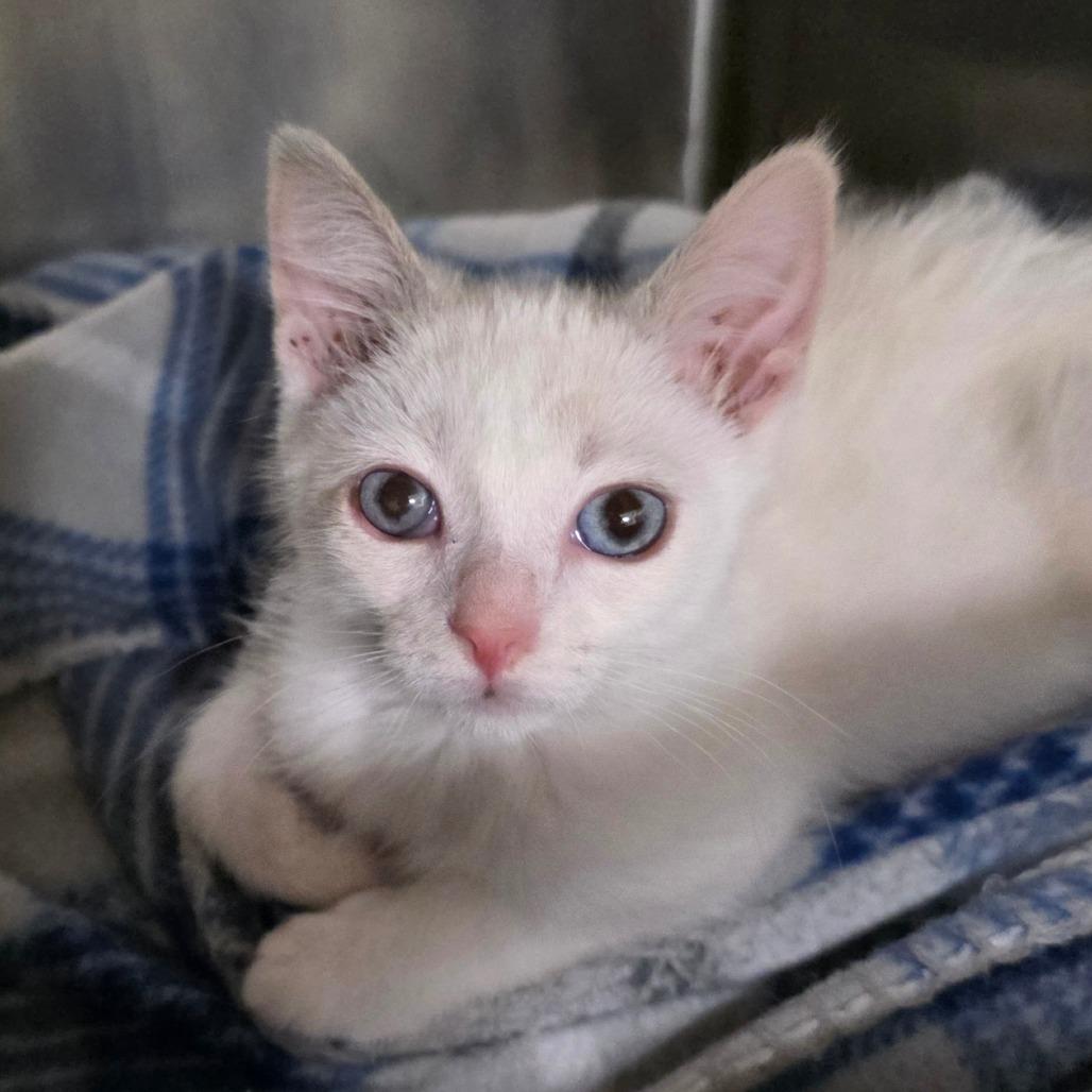 Berry — thumbnail 5