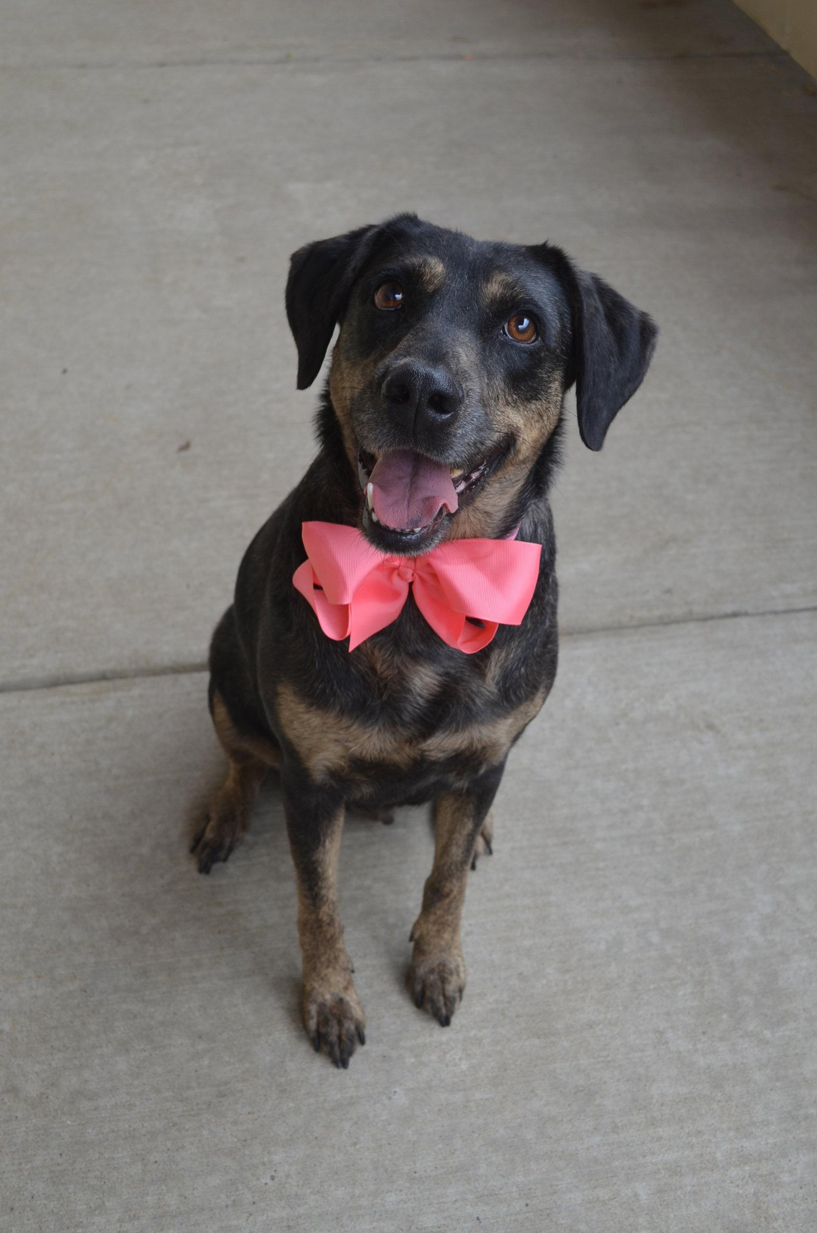 Enlarge Lila, a Adoptable Labrador Retriever in McKinney, TX image 1/3