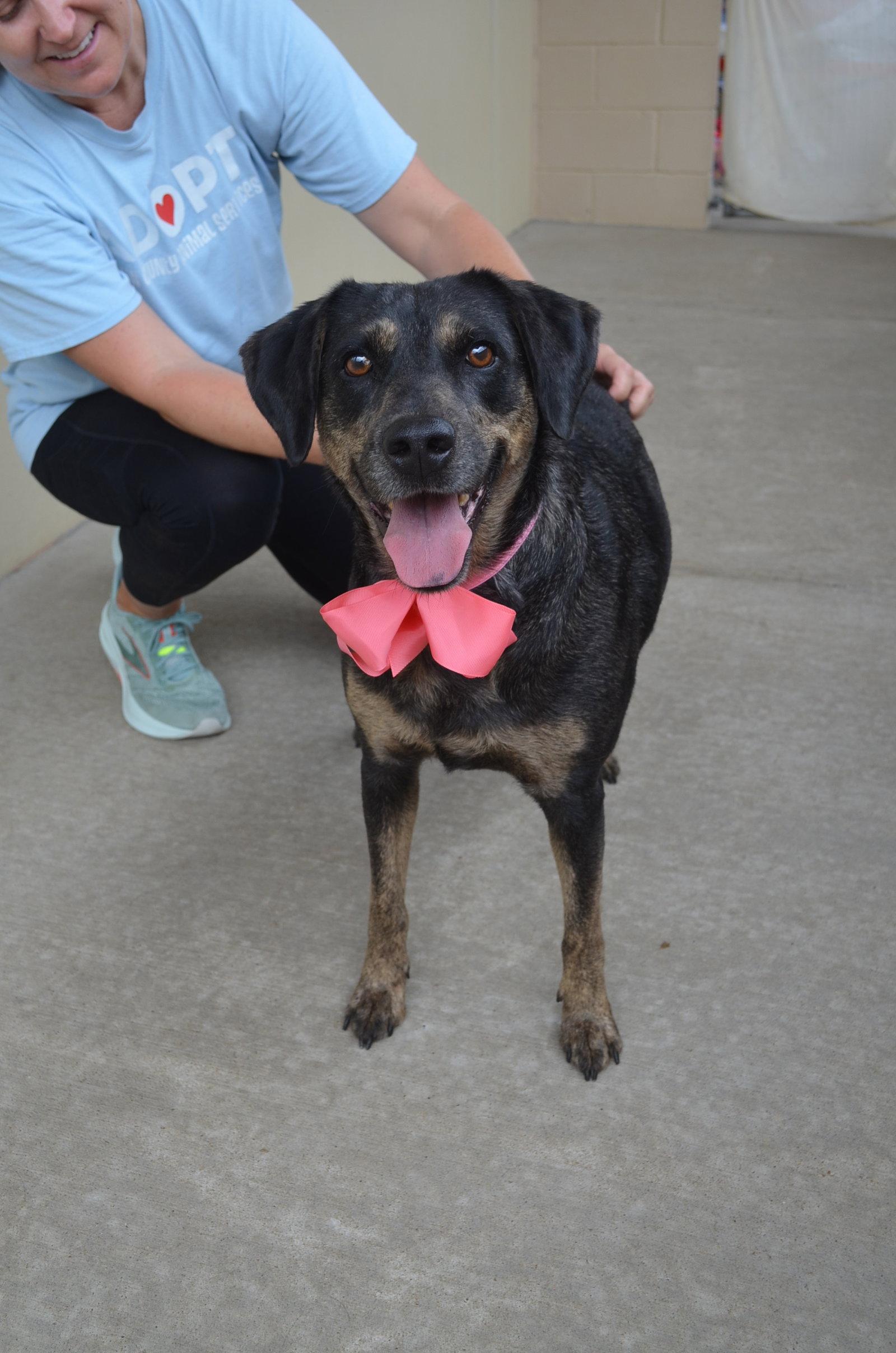 Enlarge Lila, a Adoptable Labrador Retriever in McKinney, TX image 2/3