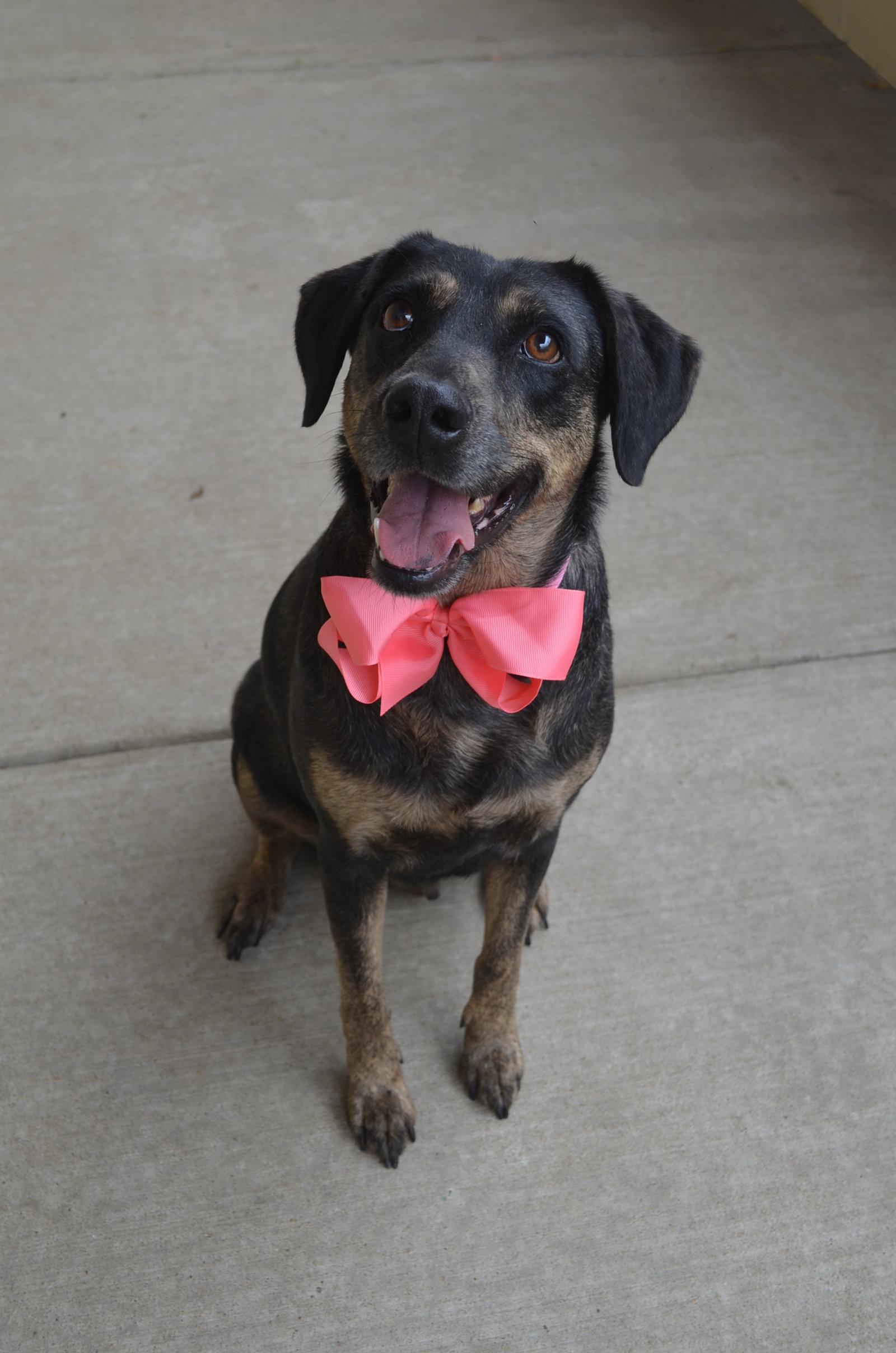 Enlarge Lila, a Adoptable Labrador Retriever in McKinney, TX image 3/3
