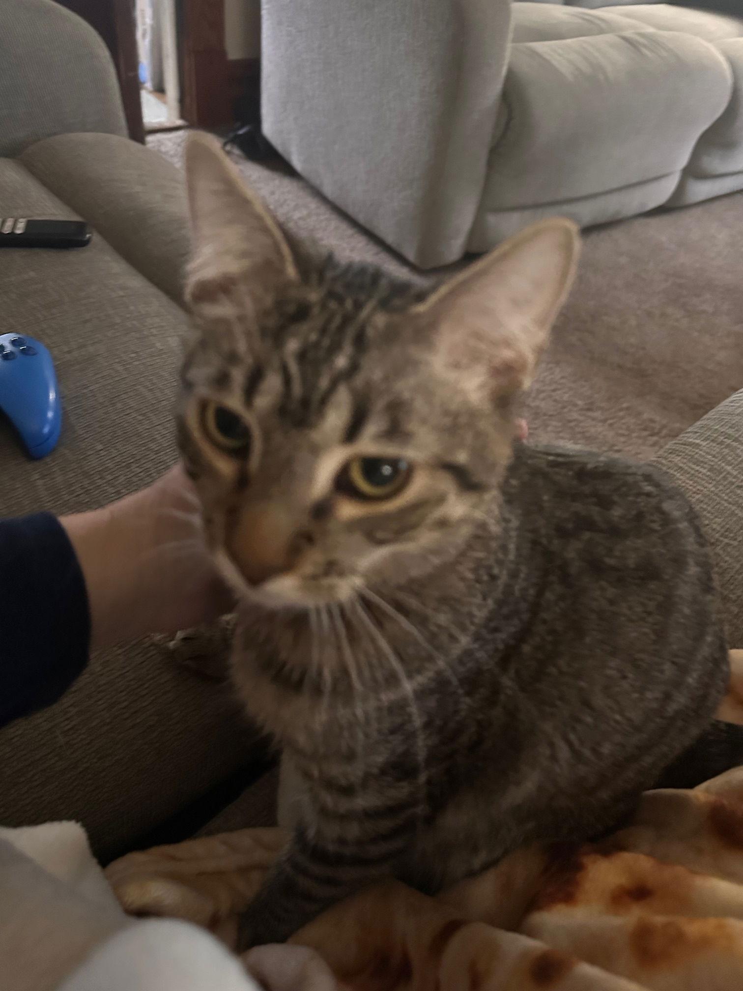 Howie C4598, Adoptable, Young Male Domestic Short Hair.