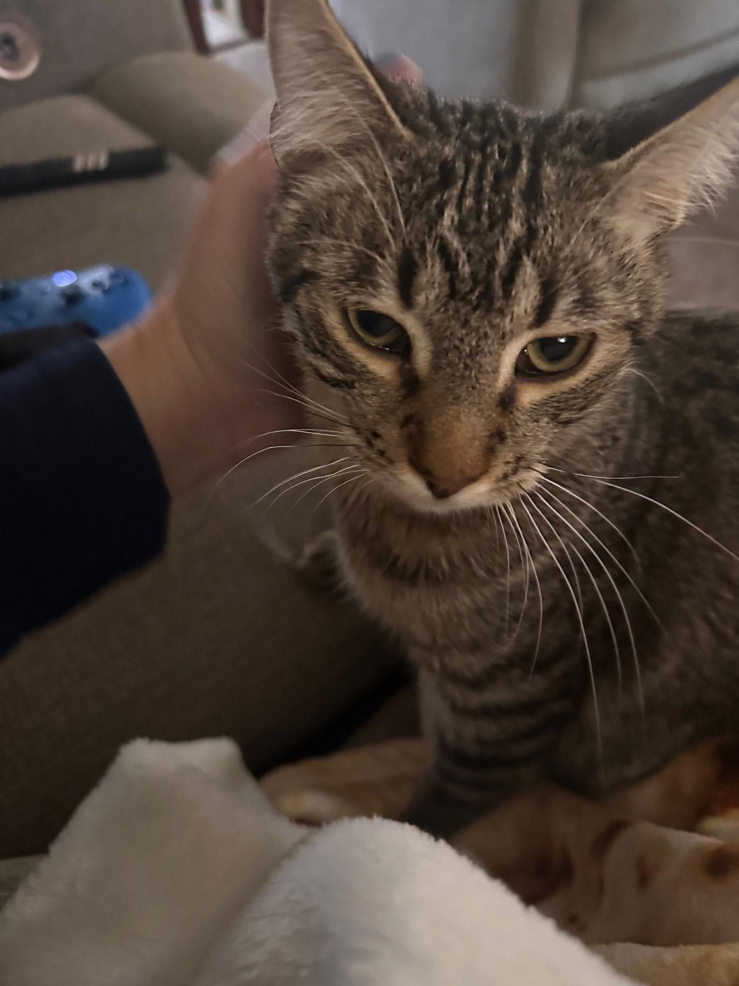 Enlarge Howie C4598, a Adoptable Domestic Short Hair in minneapolis, MN image 2/3