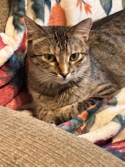 Enlarge Howie C4598, a Adoptable Domestic Short Hair in minneapolis, MN image 3/3