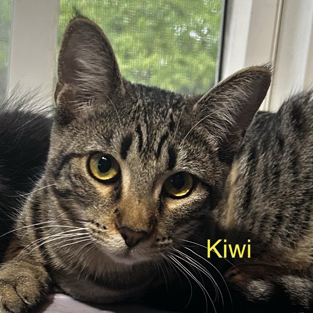 Enlarge Kiwi, a Adoptable Domestic Short Hair in Pleasanton, CA image 1/1