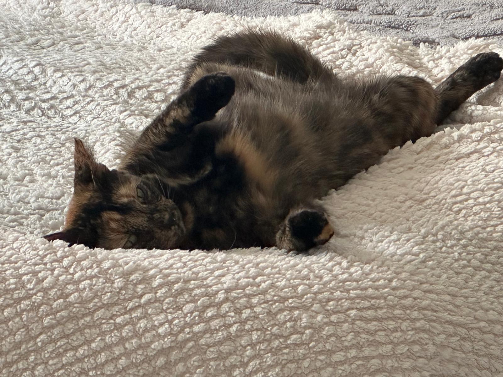 Enlarge Daisy, a Adoptable Domestic Short Hair in Columbia, SC image 5/6