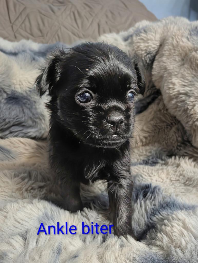 Enlarge Anklebiter, a Adoptable mixed breed in Reno, NV image 1/1