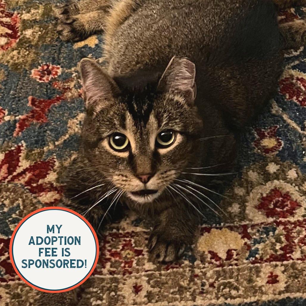 Enlarge Broccoli - IN FOSTER, a Adoptable Domestic Short Hair in Birdsboro, PA image 1/6