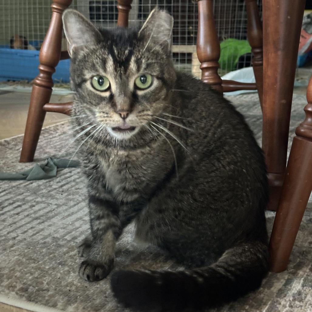 Enlarge Broccoli - IN FOSTER, a Adoptable Domestic Short Hair in Birdsboro, PA image 2/6