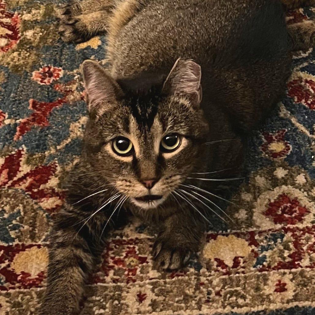 Enlarge Broccoli - IN FOSTER, a Adoptable Domestic Short Hair in Birdsboro, PA image 3/6