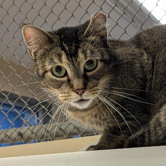 Enlarge Broccoli - IN FOSTER, a Adoptable Domestic Short Hair in Birdsboro, PA image 4/6